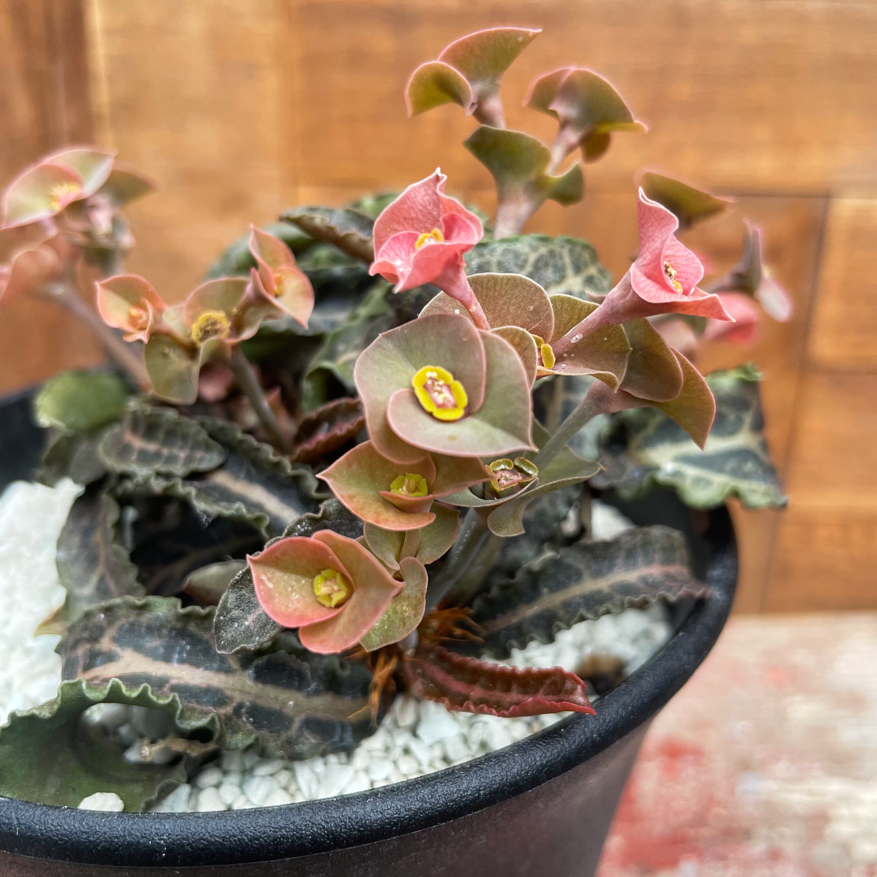 美葉選抜 幅広赤葉 Euphorbia francoisii selected フランコイシー/ 多肉植物 サボテン ユーフォルビア ユーホルビア アガベ パキプス . 美葉選抜 幅広赤葉 Euphorbia francoisii selected フランコイシー