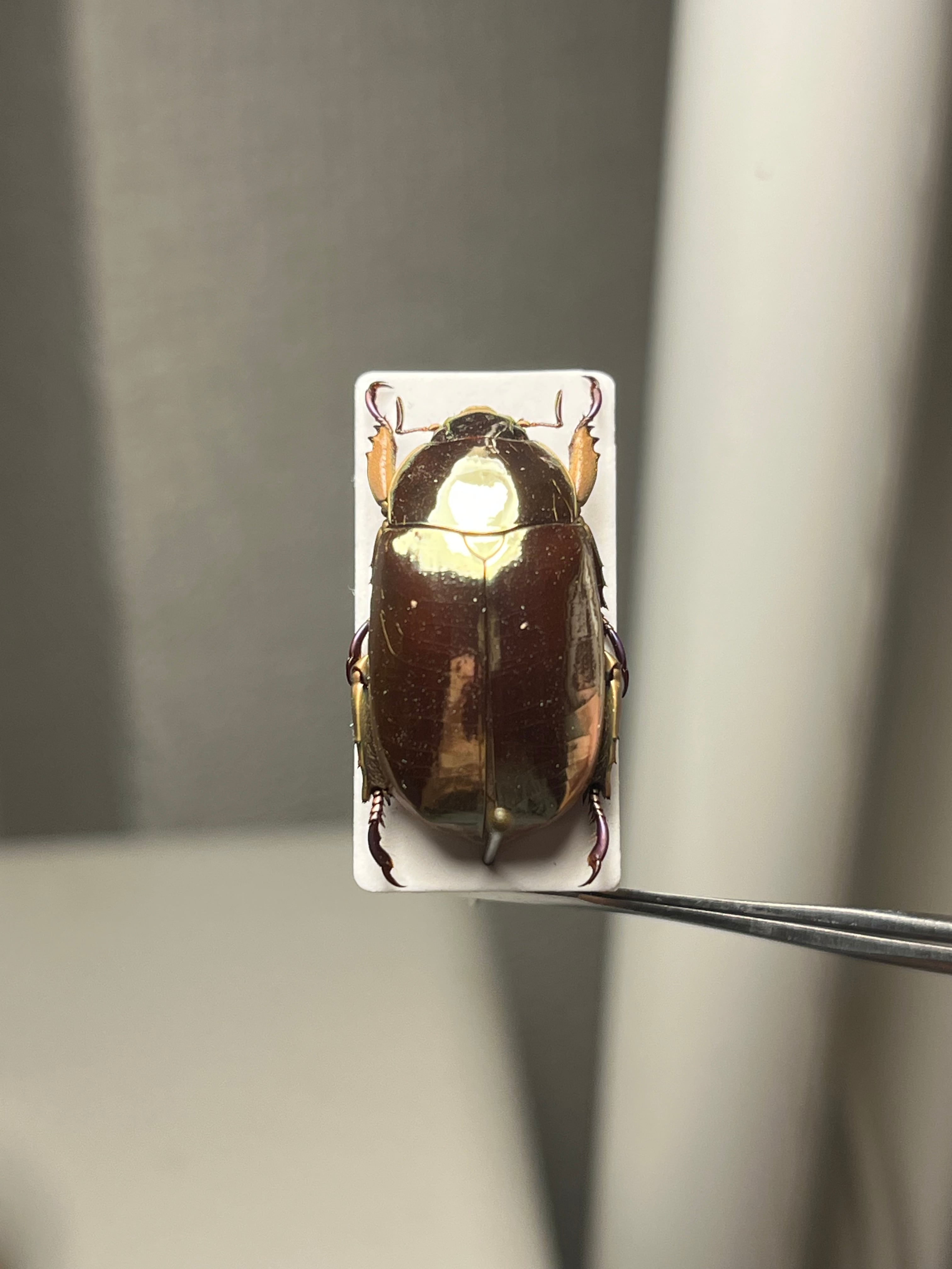 73mm】ヤンソニーテナガコガネ カメムシサシガメ甲虫昆虫標本ハムシ