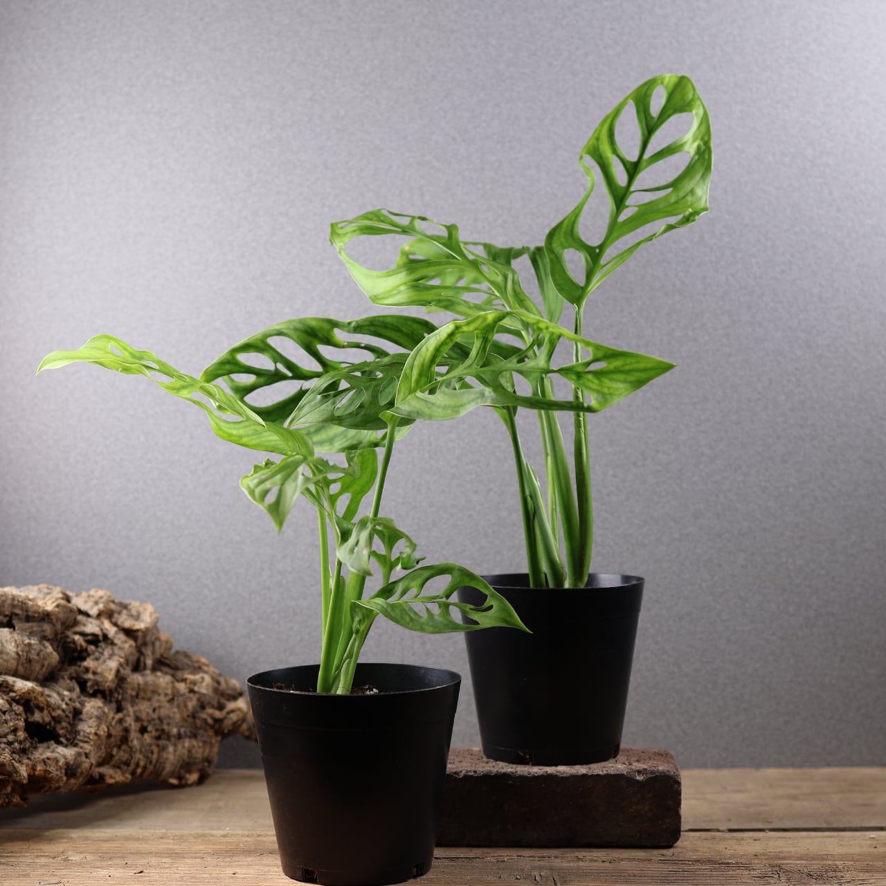 MARX PLANTS | 観葉植物・多肉植物・塊根植物