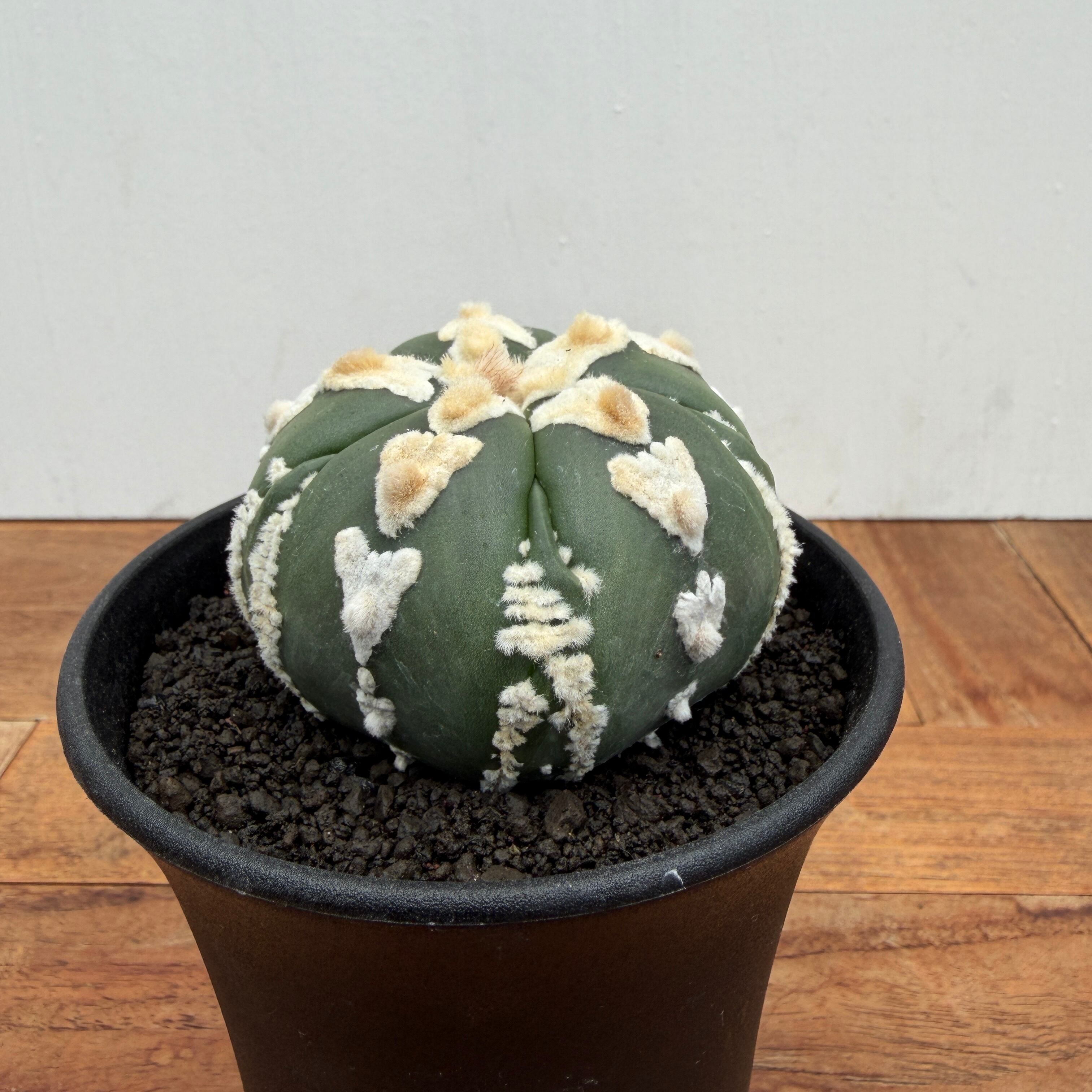 Astrophytum asterias arrow【アストロフィツム・五稜V字スーパー兜