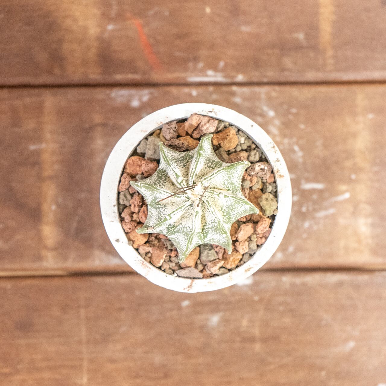 ニベウム(Astrophytum niveum)|雪のような白斑が美しいアストロフィツム属の逸品【手作りモルタル鉢】