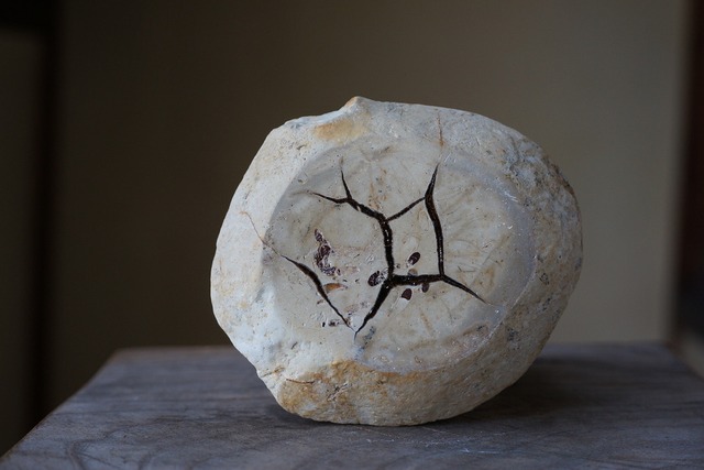 セプタリア　Septaria　⑦