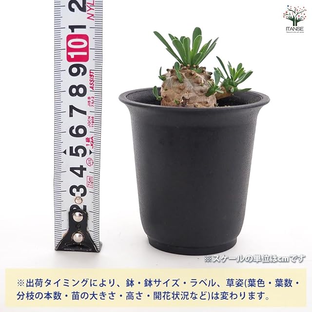 新品】 ITANSE ユーフォルビア 峨眉山 2.5号 1個売り 多肉植物