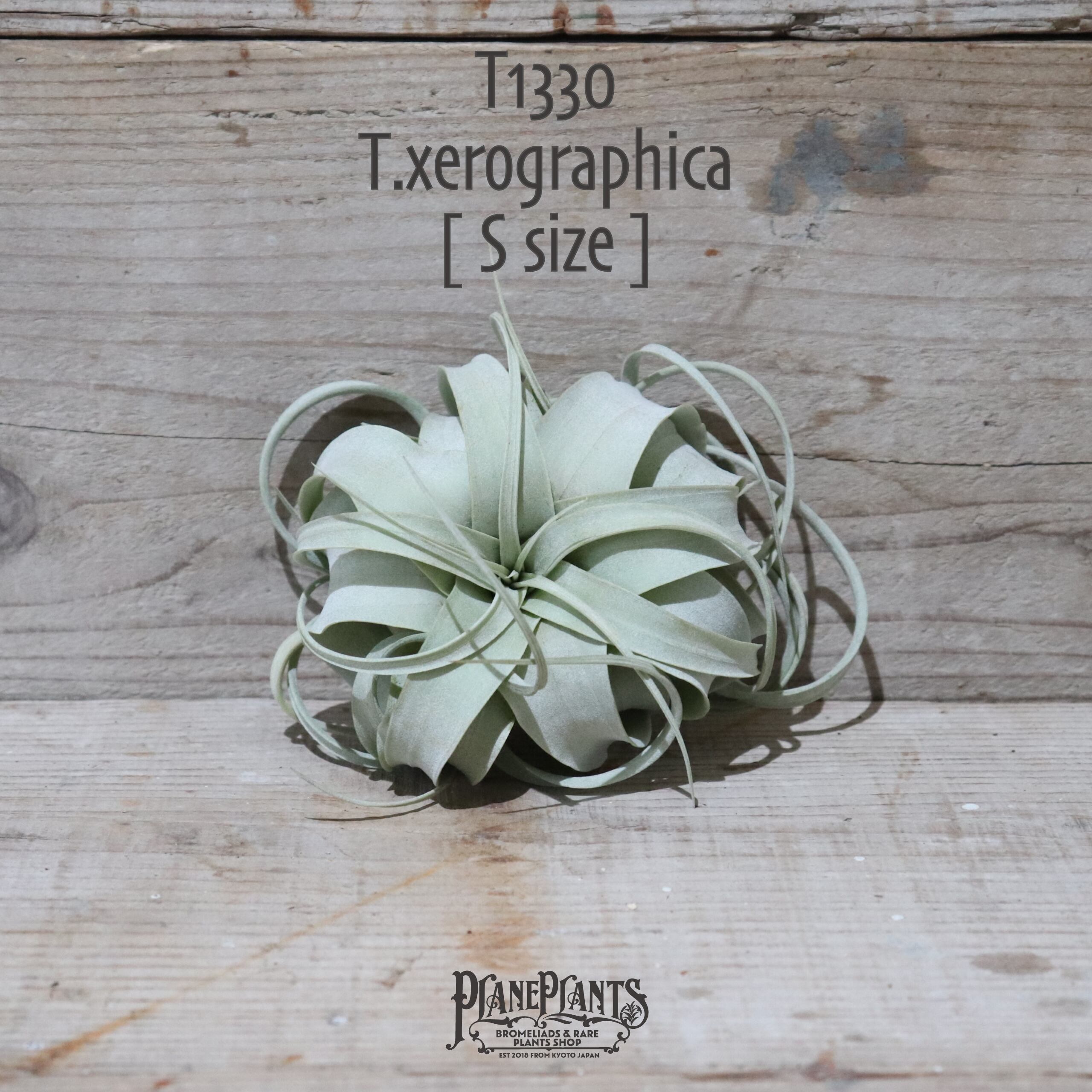 【送料無料】キセログラフィカ S〔エアプランツ〕現品発送T1330