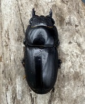 【WD】《スマトラオオヒラタ ベンクール産 84.5mm ペア》