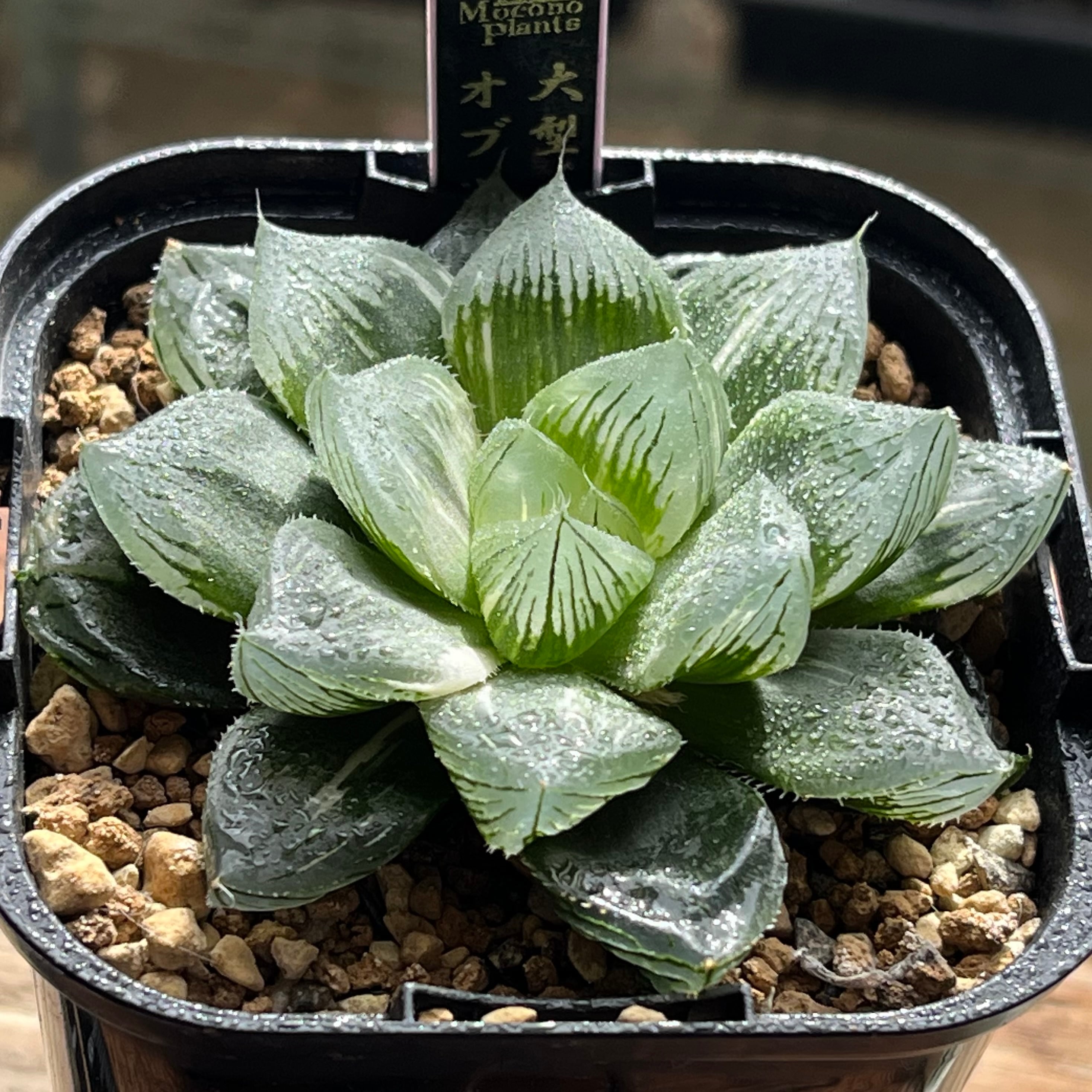 錦 | mocono_plants