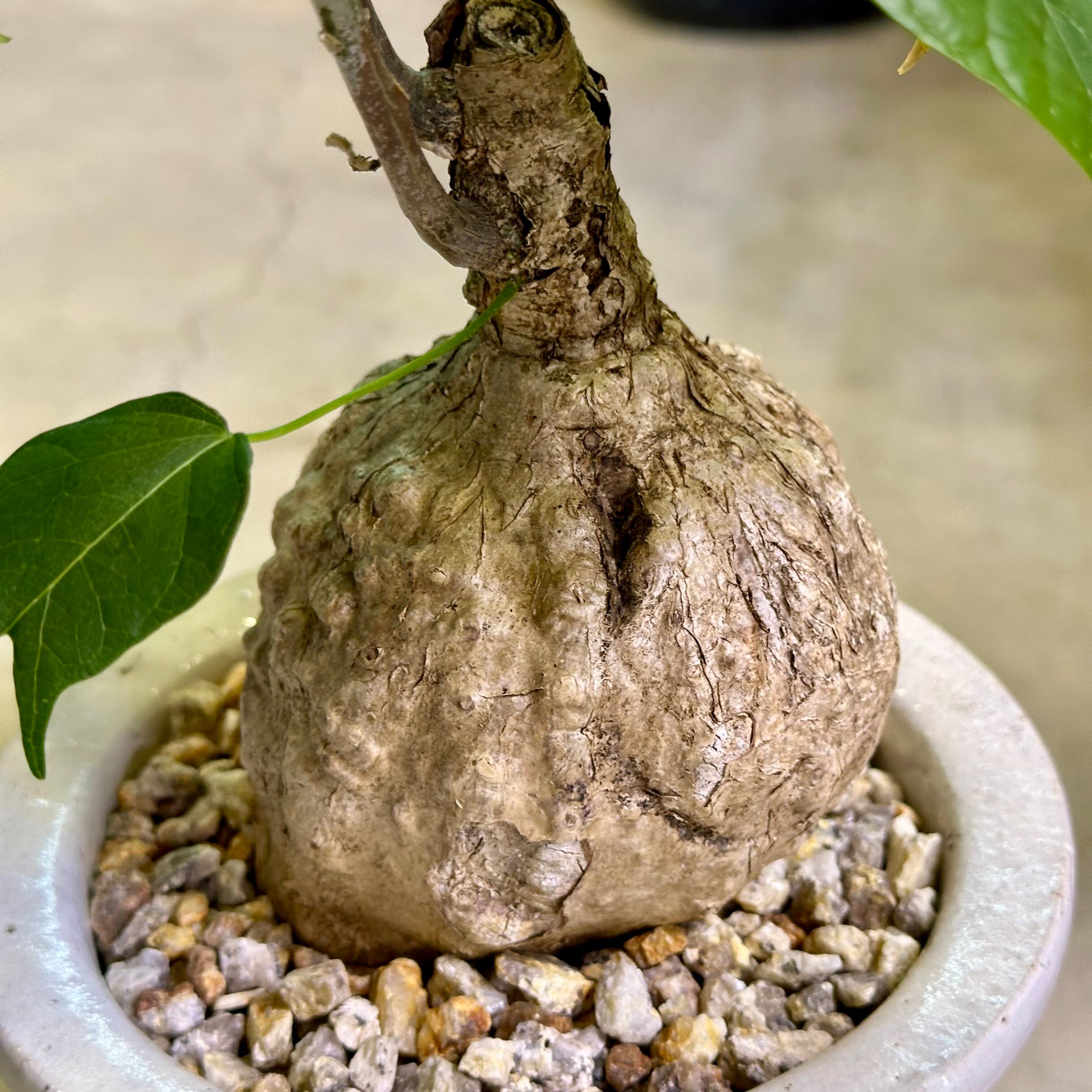 フィルミアナ・コロラータ | barrelplants_BONSAI