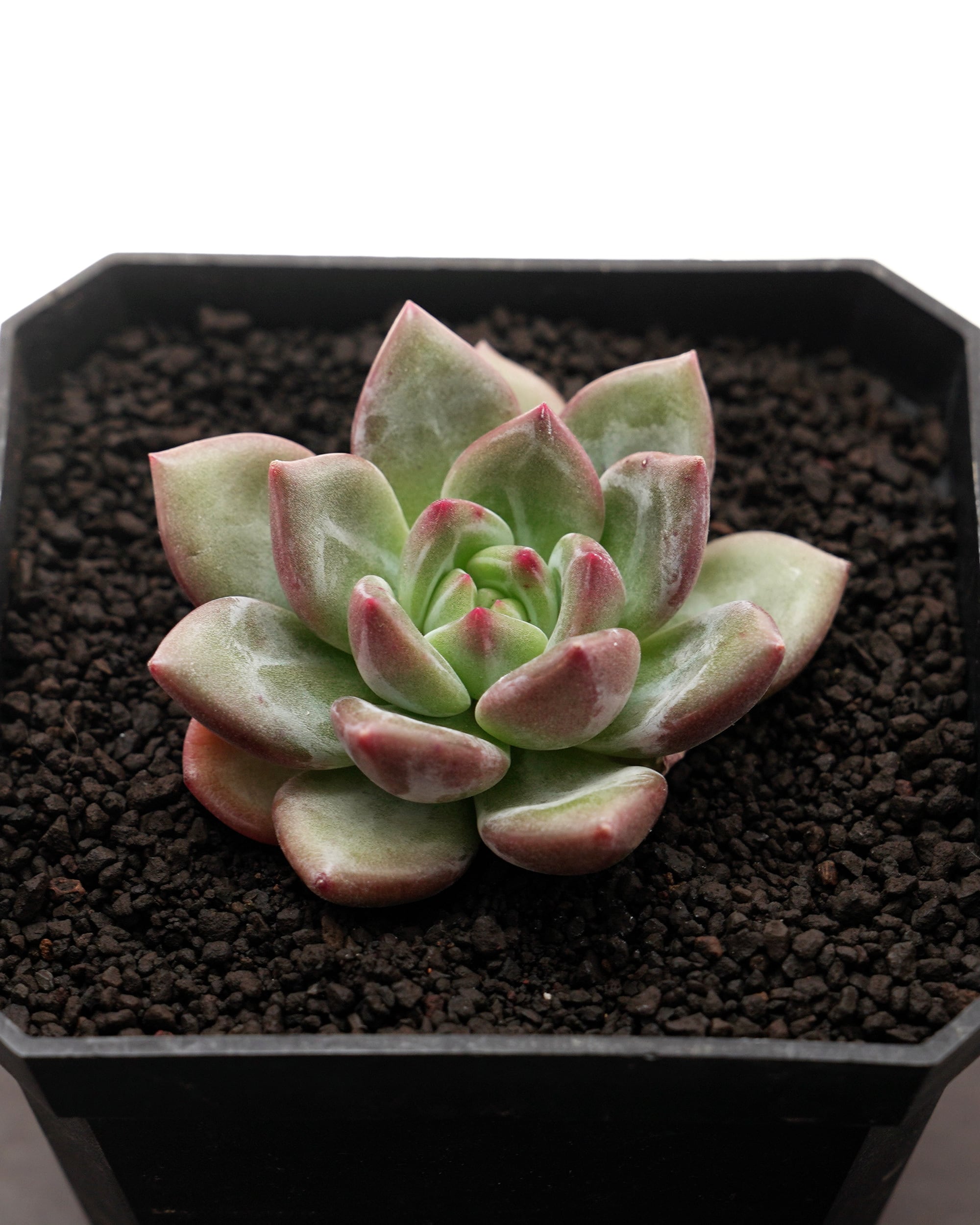 抜き苗 カンテ Echeveria cante | PUKUBOOK SUCCULENTS