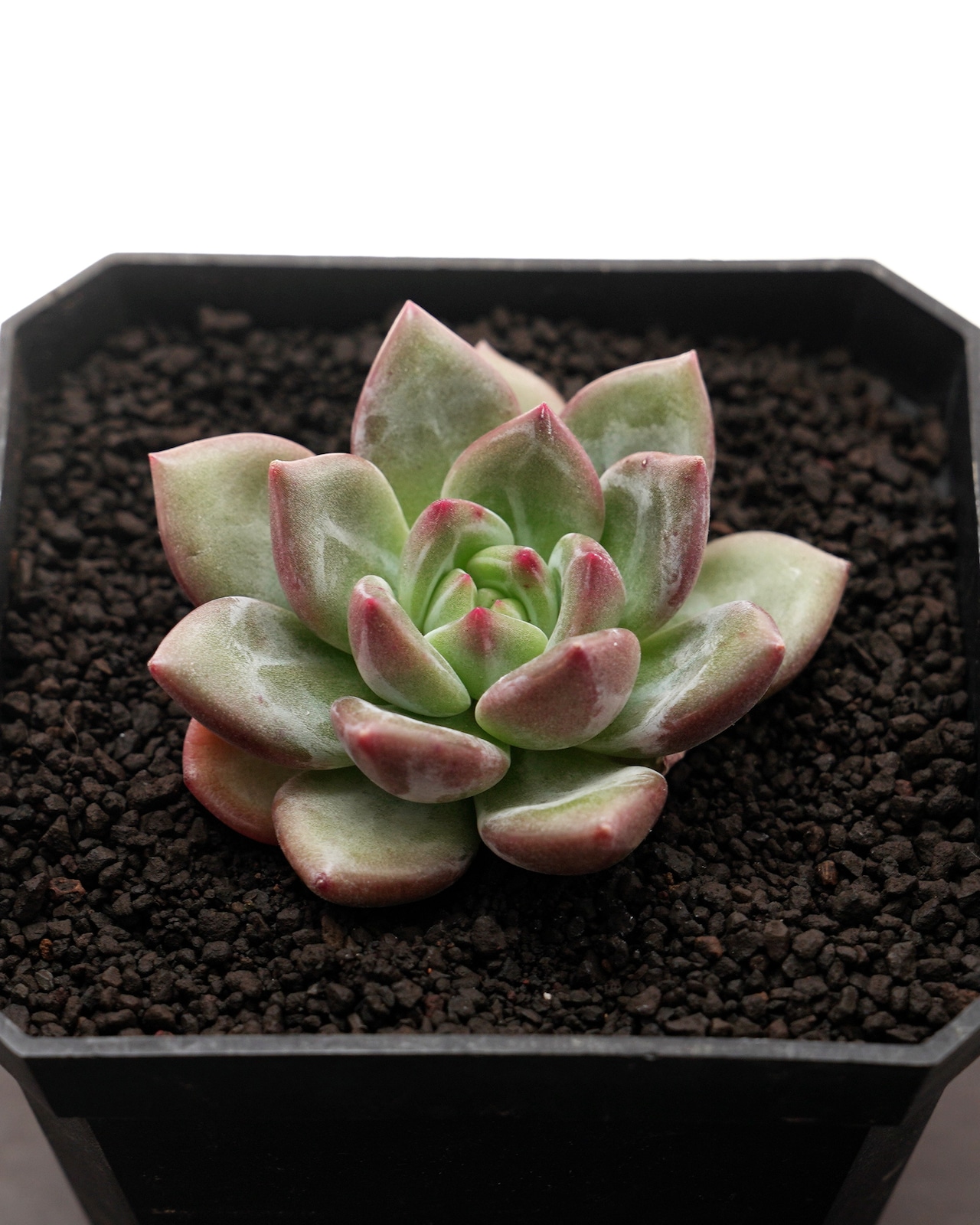 微発根カット苗 白夜 Echeveria 'Baekya'