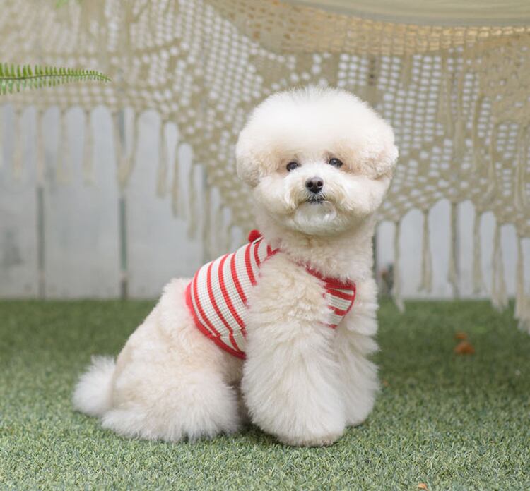 【SALE】 coball croptop S ~ 2XL 6color  /  犬の服 犬服 新作 ショート丈 お揃い クロップドトップス 小型犬 中型犬 ペット洋服 ドッグウェア ペット用品 b39
