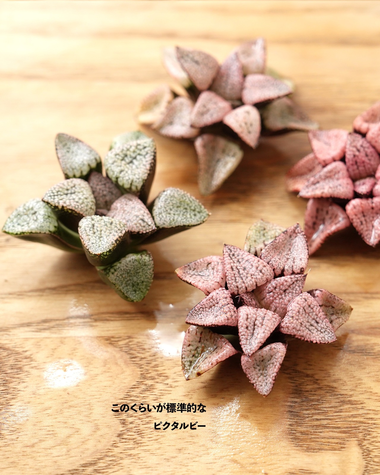 カット苗 ハオルチア ルビー白銀ピクタ 限定 特濃ピンク Haworthia 'Picta Red Stone'