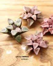 カット苗 ハオルチア ルビー白銀ピクタ 限定 特濃ピンク Haworthia 'Picta Red Stone'