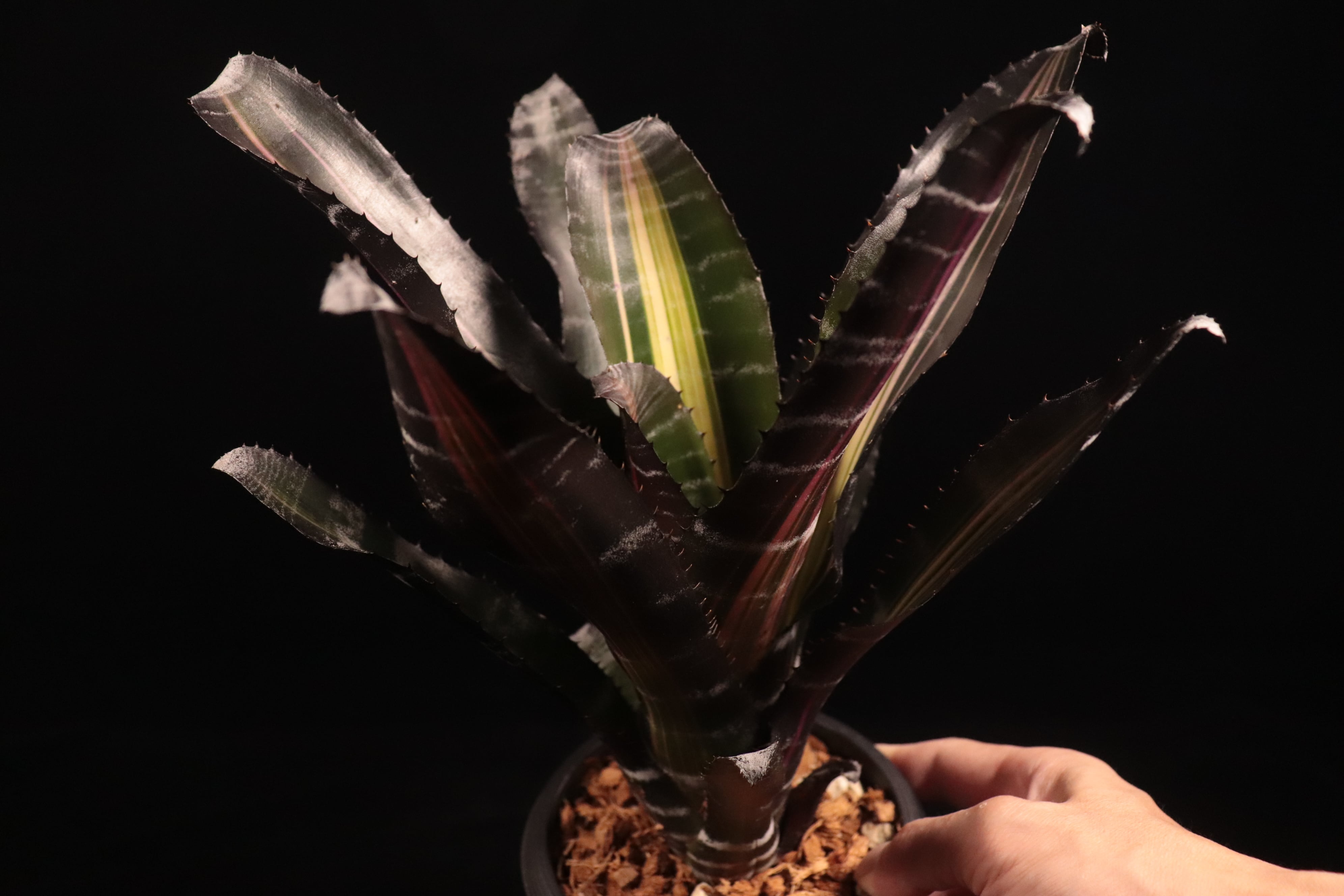 Aechmea 'Roberto Menescal'〔エクメア〕A204 | plane plants