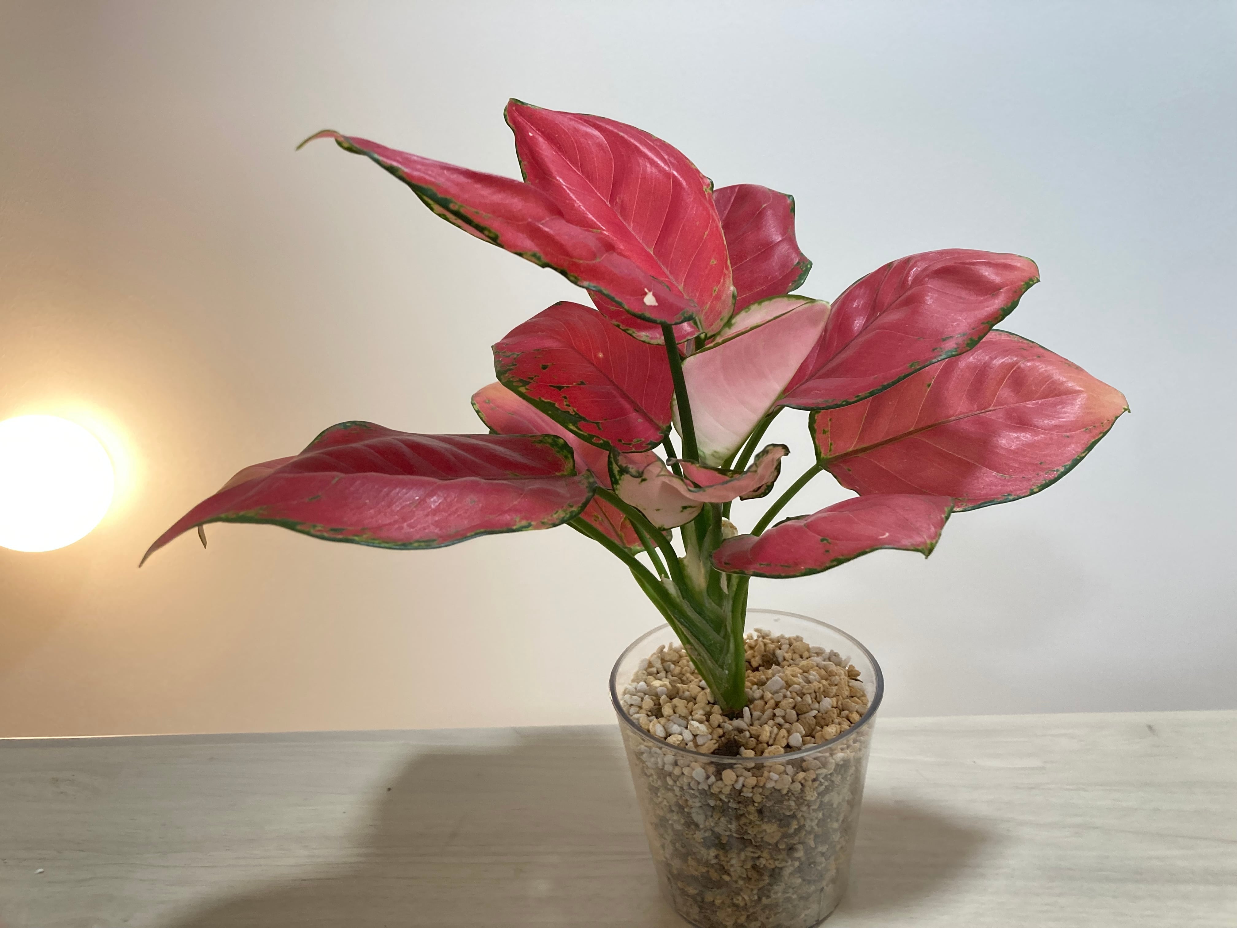 アグラオネマ（赤系） 透明鉢 | YR Life Plants | 防虫、殺虫すみの