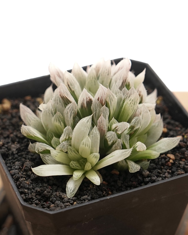 【PREMIUM】 抜き苗 白斑玉露 大群生株 Haworthia cooperi 'Silver Swirl'