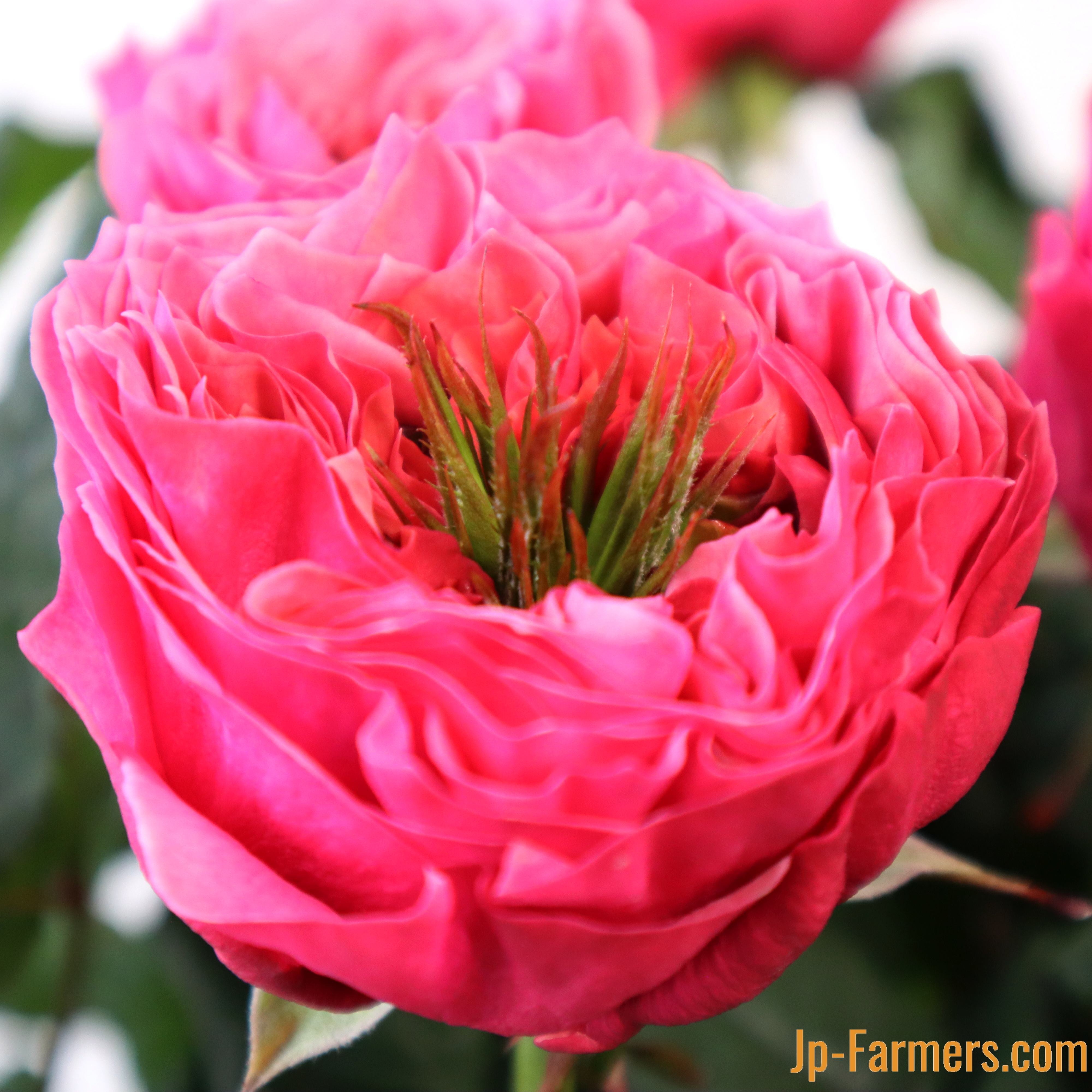 神田ばら園 ☆バラ品種名：リージェントパーク 10本 | 新鮮お花問屋 Jp