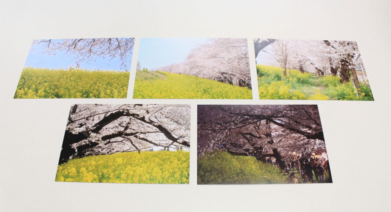 熊谷桜堤　満開の桜ポストカードセット（５枚入り）