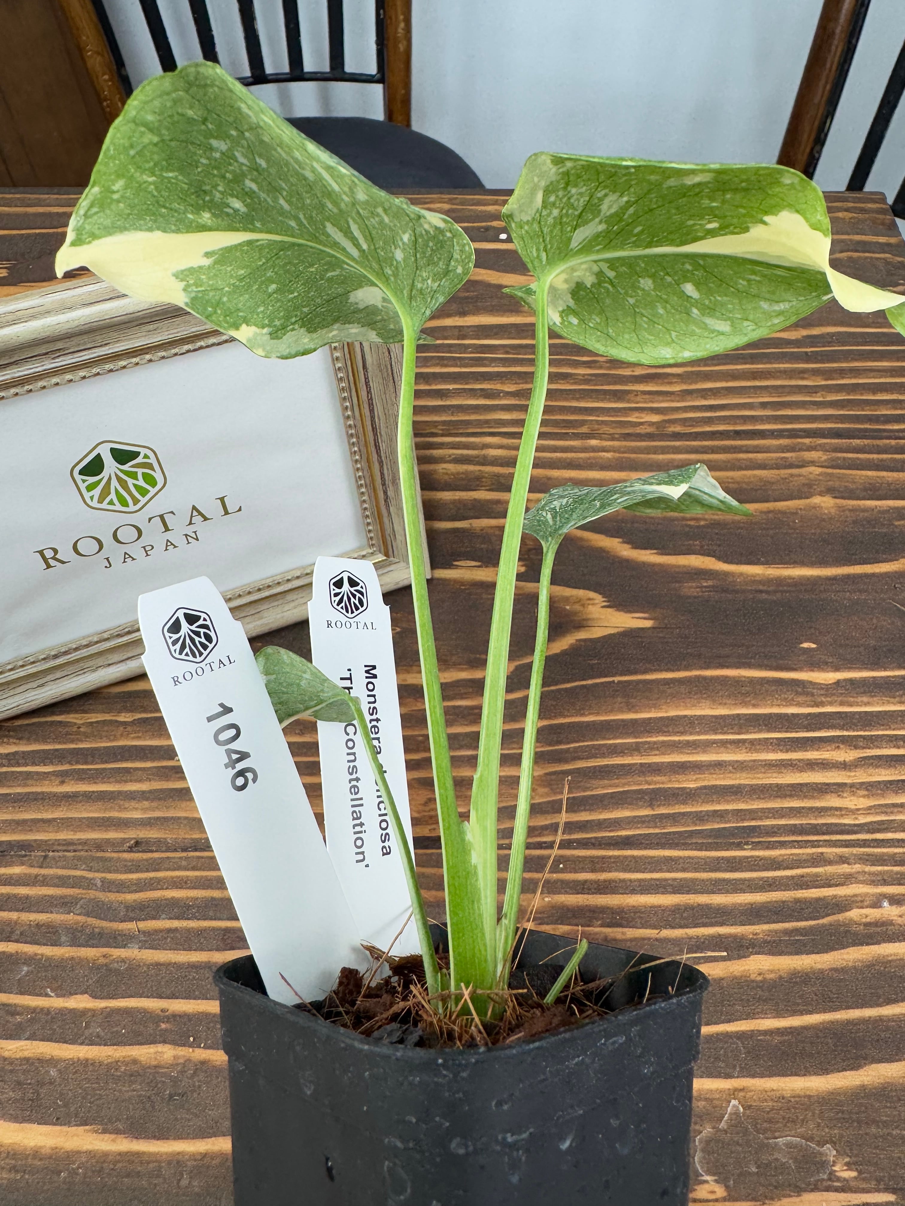 激レア！モンステラ デリシオーサ タイコンステレーション　コンパクト 斑入り 観葉植物】①モンステラ デリシオーサ タイコンステレーション