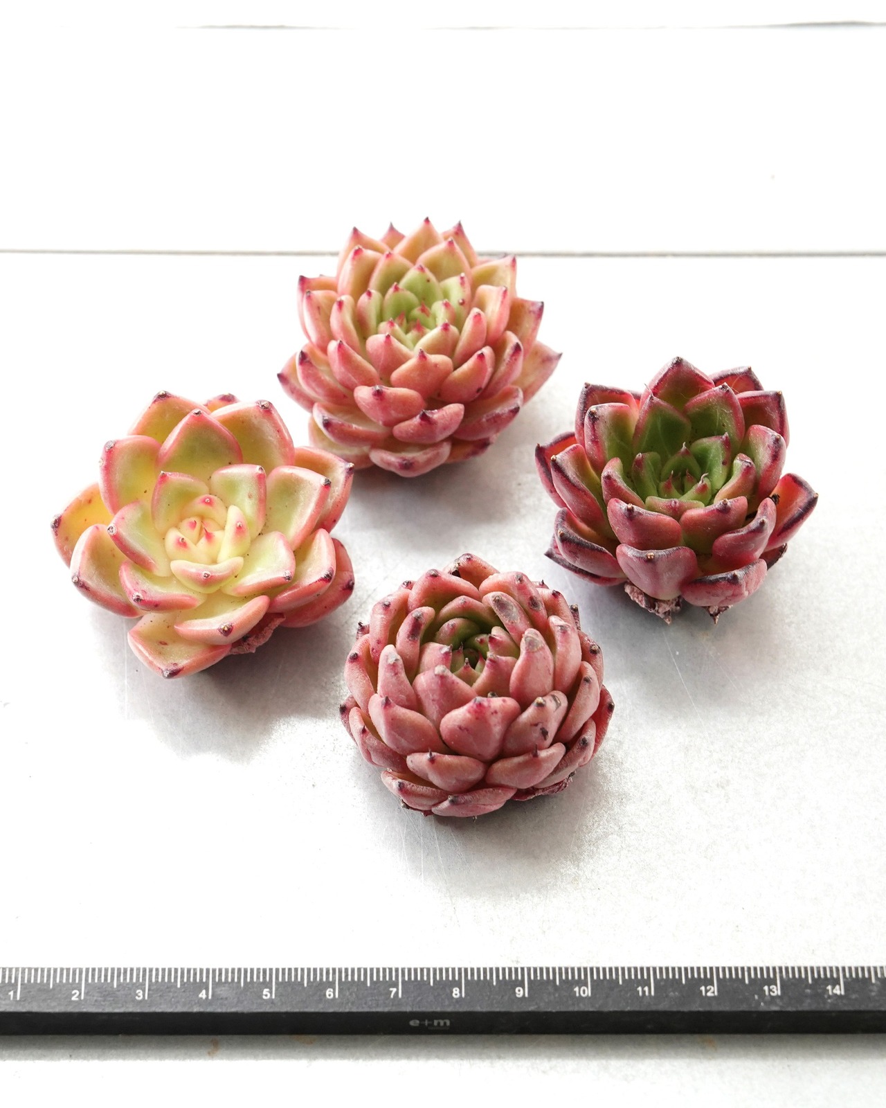 一部発根済カット苗 ライトレイ M Echeveria 'Light Rays'