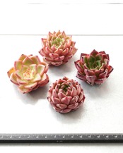 一部発根済カット苗 ライトレイ M Echeveria 'Light Rays'