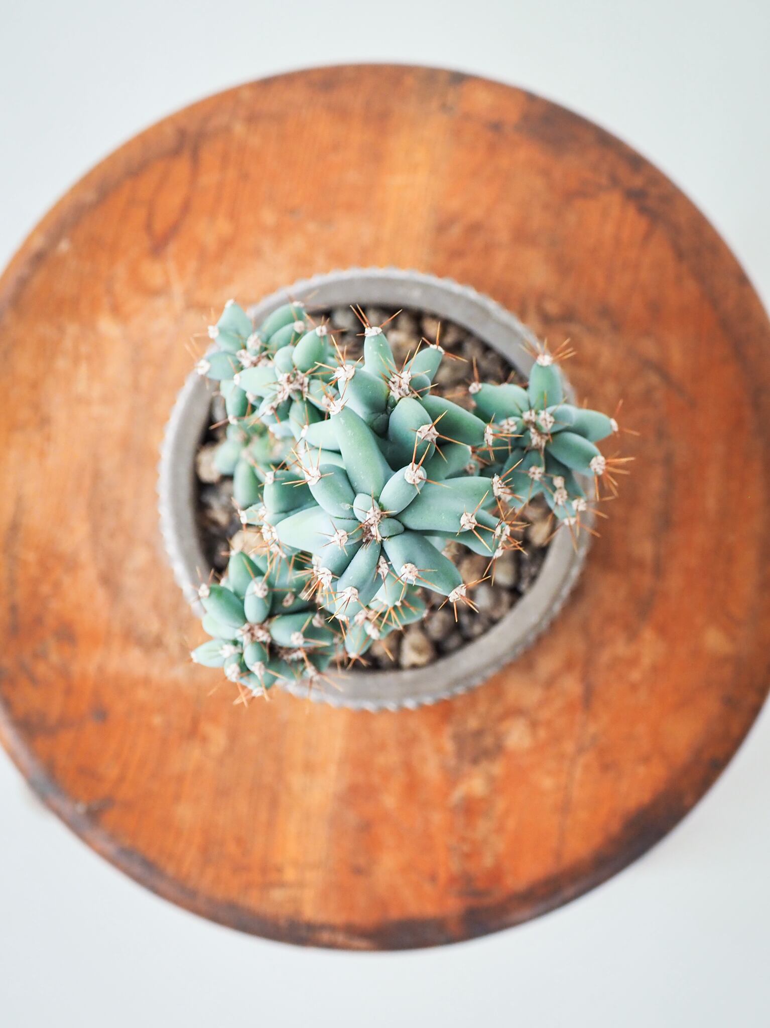 サボテン 岩石獅子 | ロクイチ植物店 サボテン 岩石獅子 | ロクイチ植物店