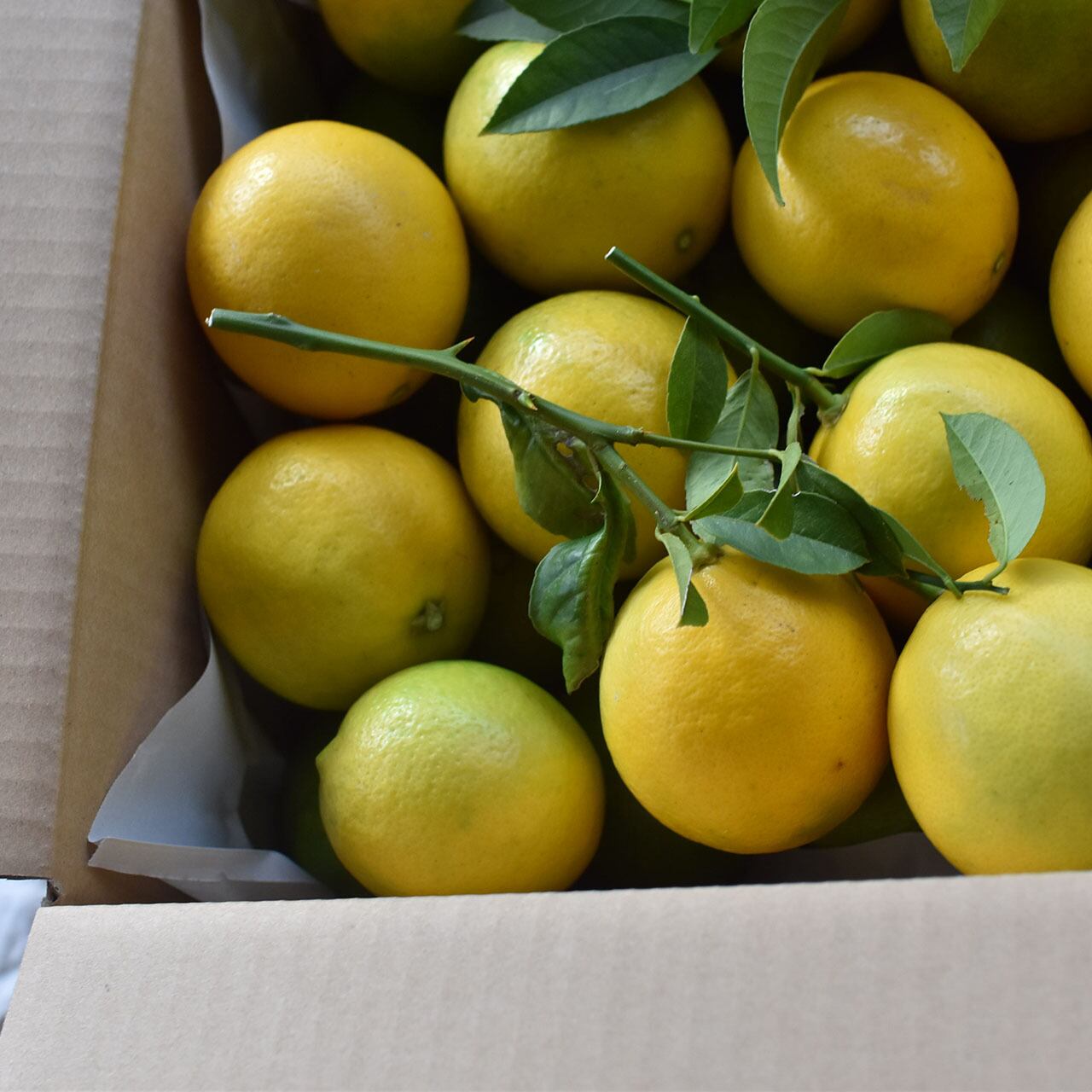減農薬 国産マイヤーレモン 5kg Citrusmarket シトラスマーケット 能古島の柑橘を届ける レモン 甘夏 日向夏 みかん