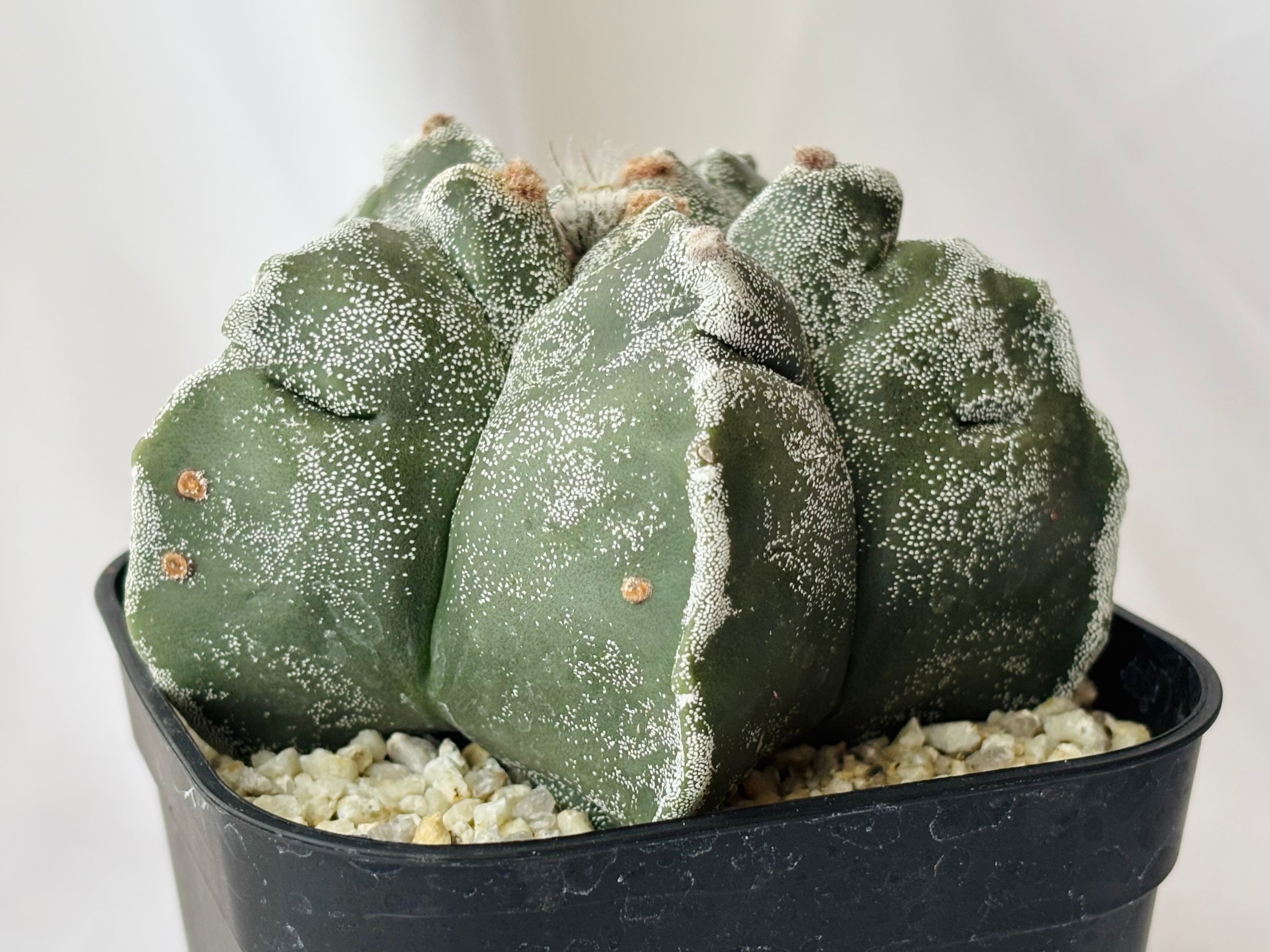 Astrophytum myriostigma アストロフィツム ストロンギロゴナム