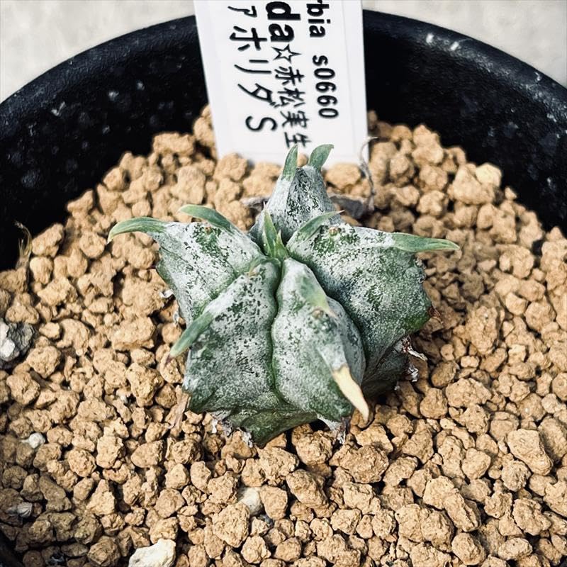 P.Willinckii cv. White Rose【artPLANTs】ビカクシダ/Platycerium