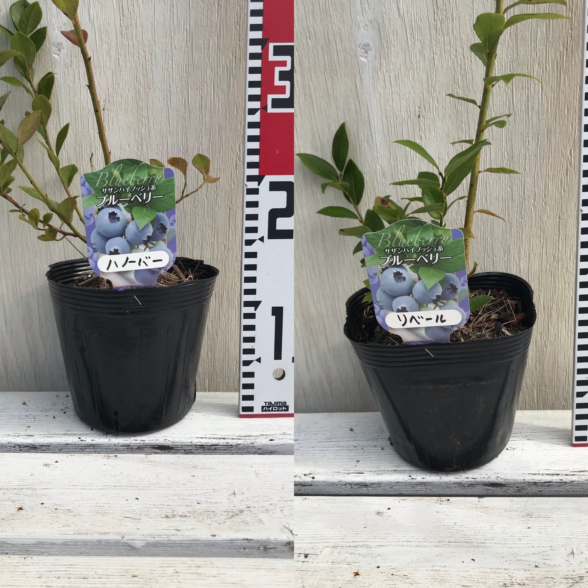ブルーベリー苗 ミスティ大苗2本セット ブルーベリー苗 レガシー
