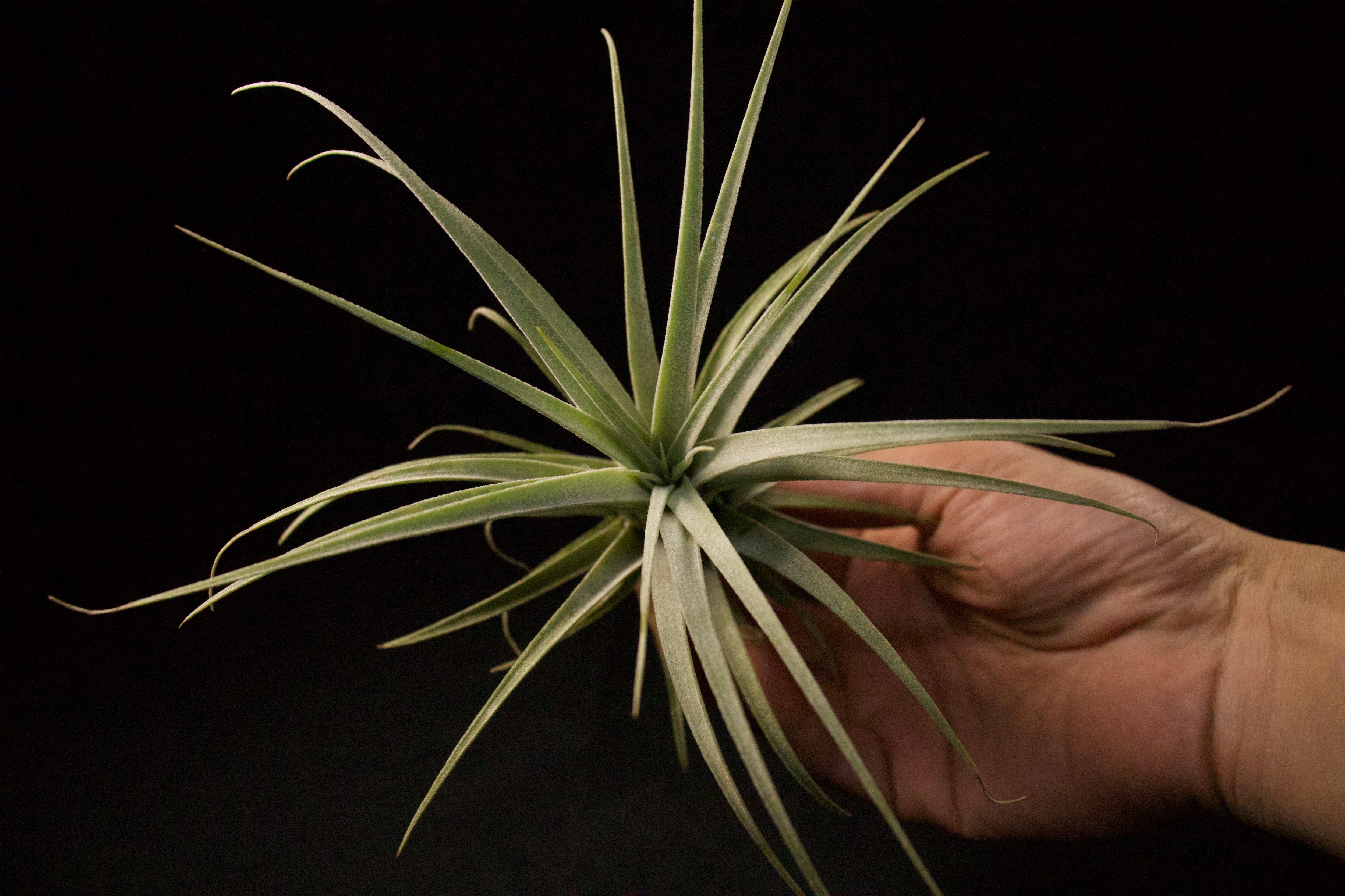 xerographica × ionantha 〔エアプランツ〕T3717 xerographica × ionantha 〔エアプランツ〕T3717