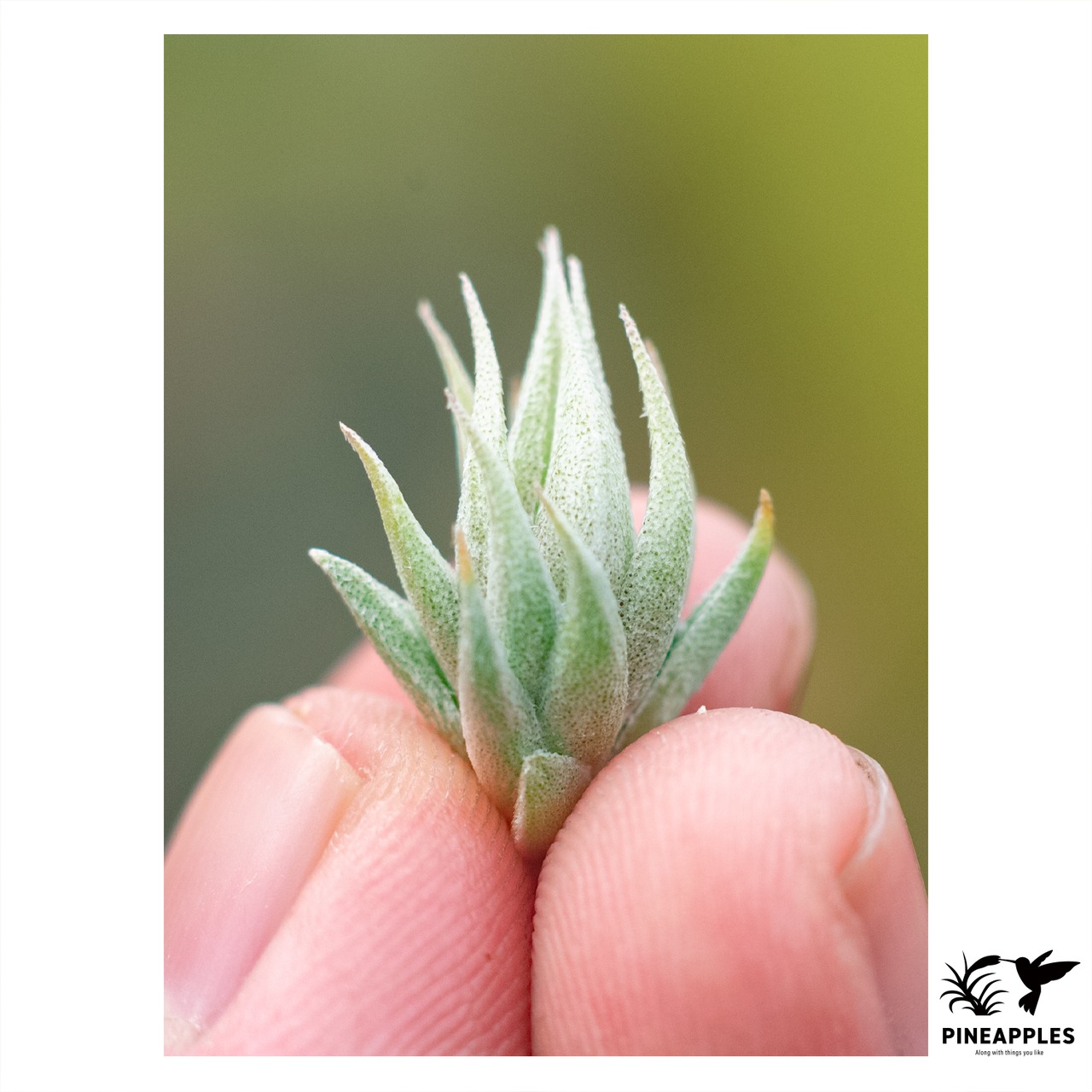 Tillandsia loliacea From FE - 2