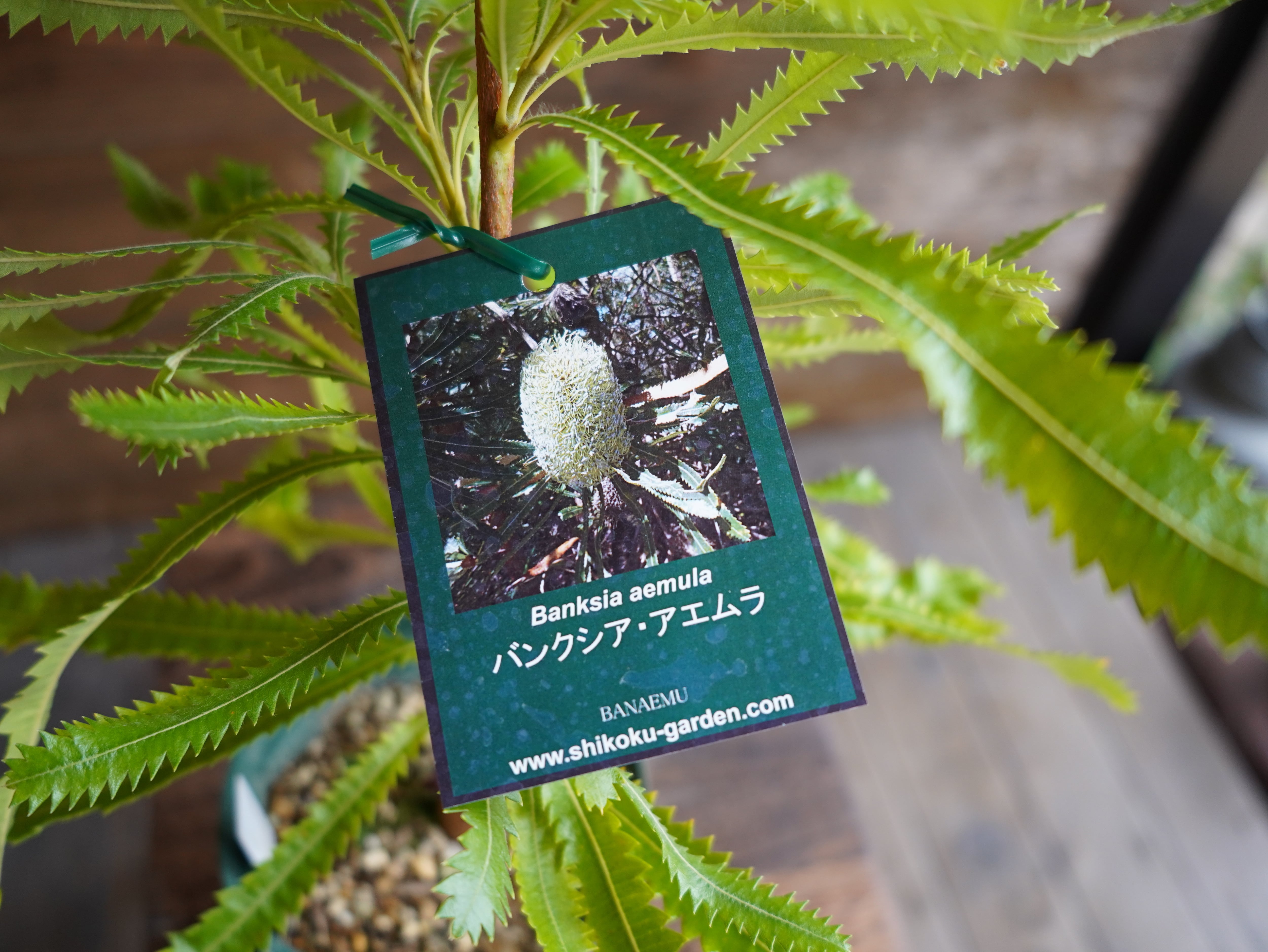 【現物】バンクシア　”アエムラ”　B
