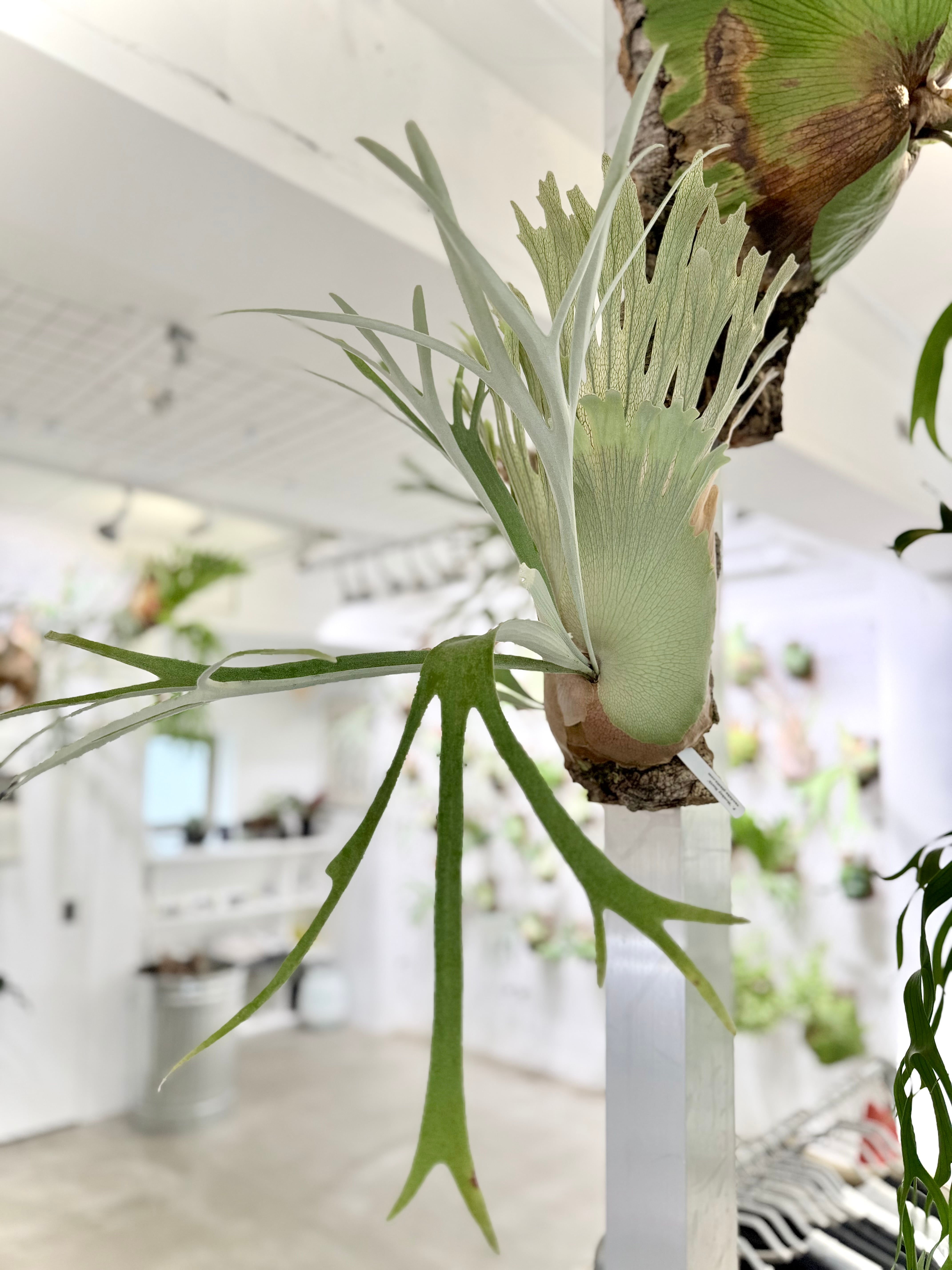 Platycerium_ビカクシダ | vandaka plants