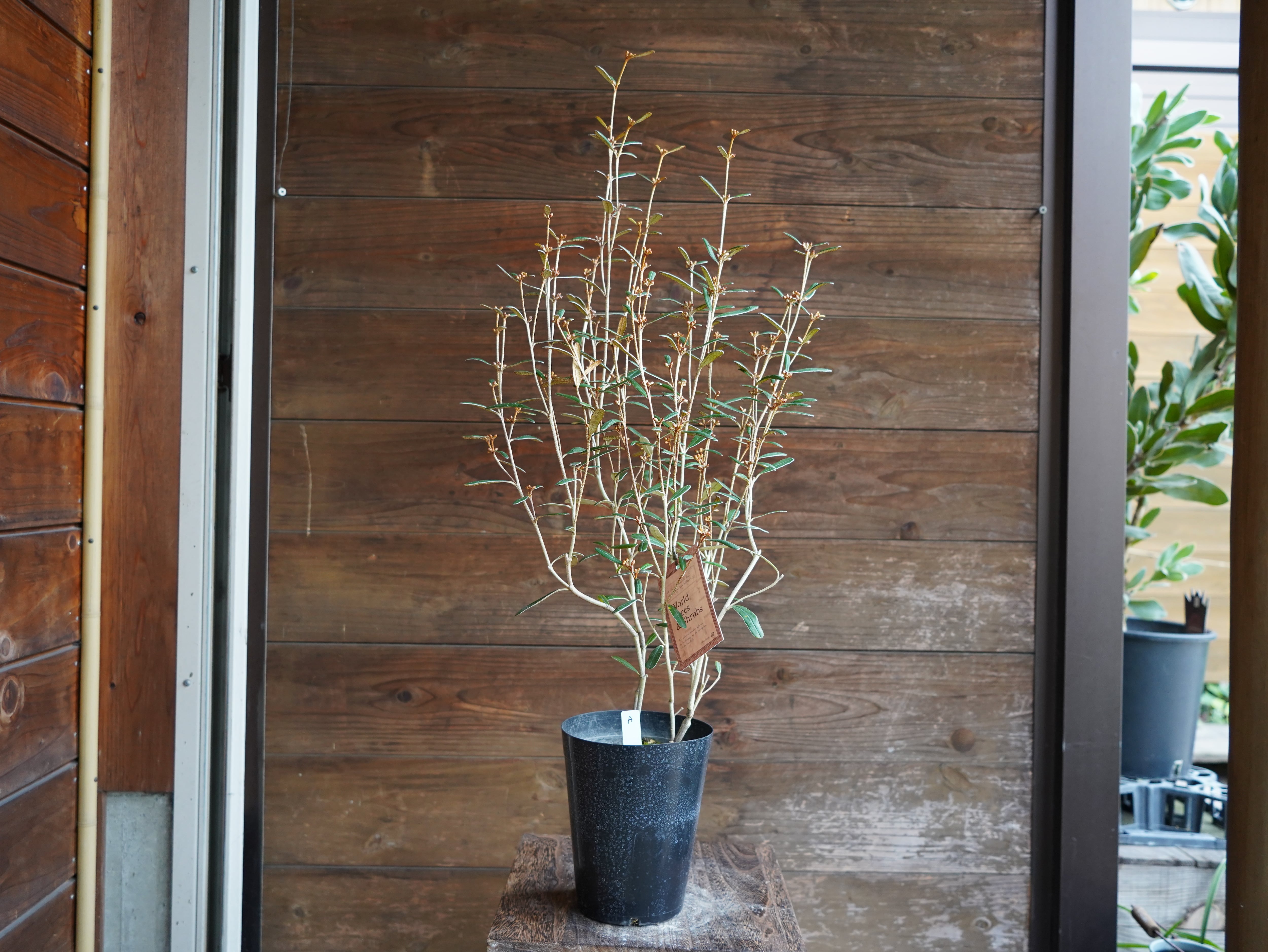 【現物】フェバリウム　A