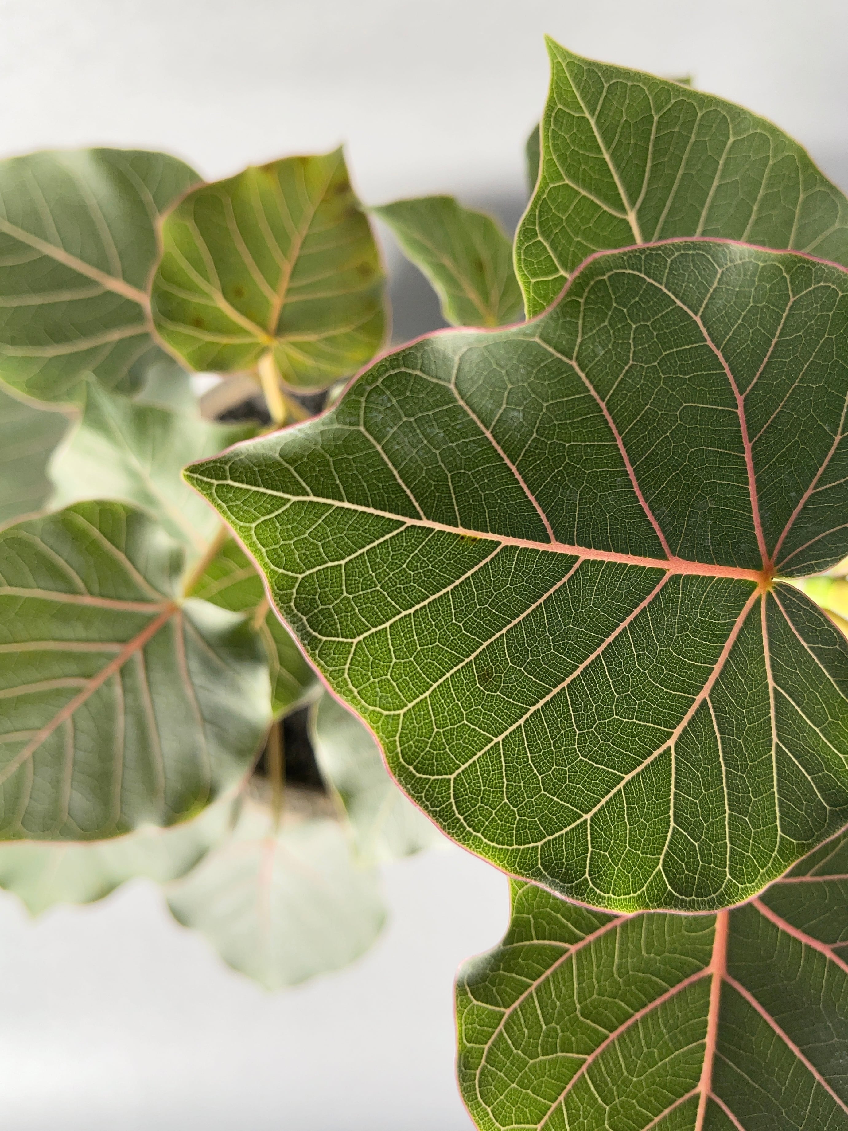 フィカス　ペティオラリス フィカス・ペティオラリス【実生苗】Ficus petiolaris