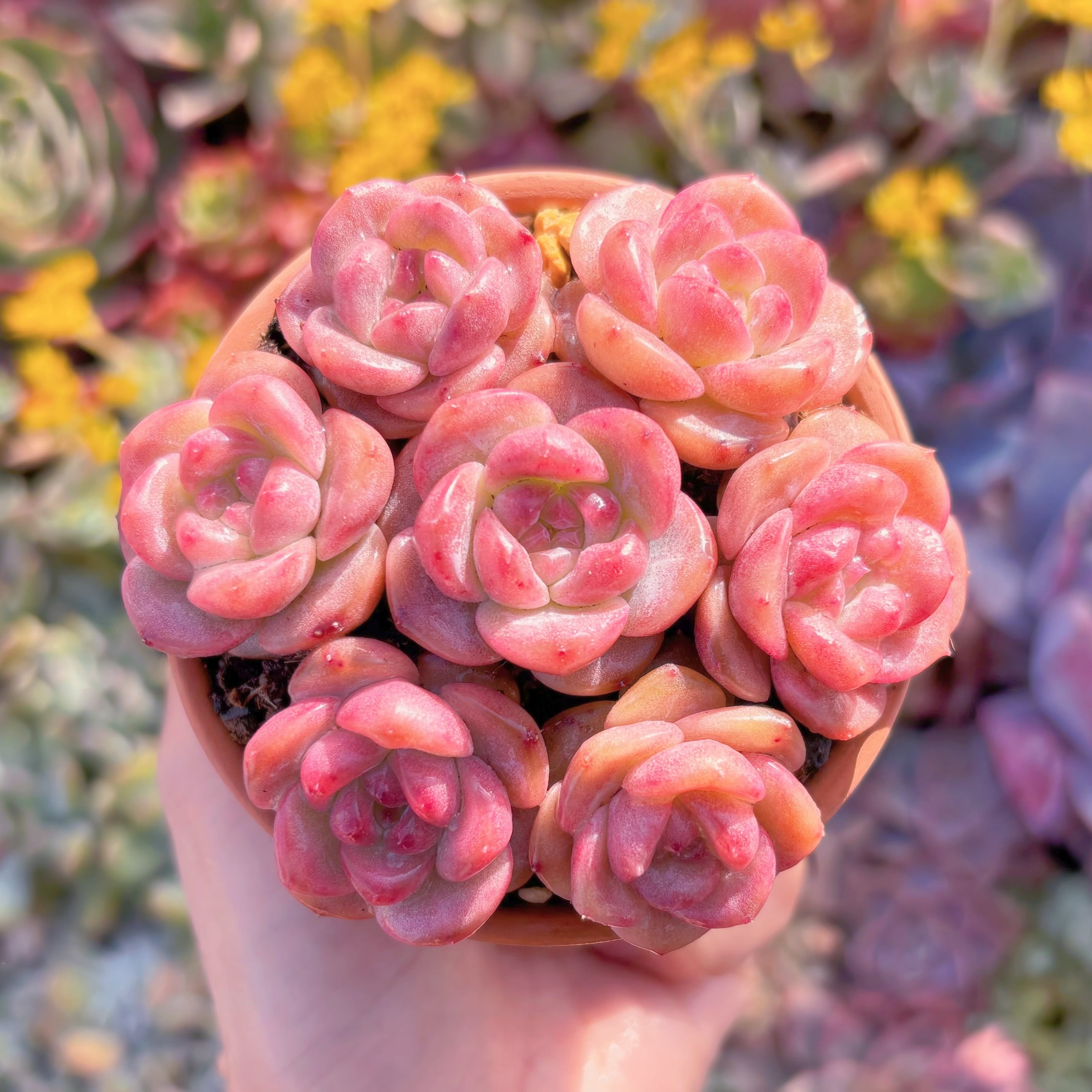 多肉植物　紅鑽ジェニー(7苗) 　新入荷　るる農園