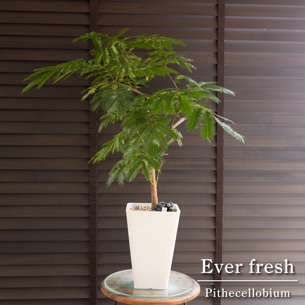 曲げ仕立て エバーフレッシュ 5号 樹脂ポット 盆栽 Ever fresh ネムの木 観葉植物 1102WH