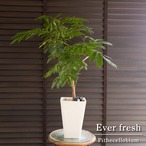 曲げ仕立て エバーフレッシュ 5号 樹脂ポット 盆栽 Ever fresh ネムの木 観葉植物 1102WH