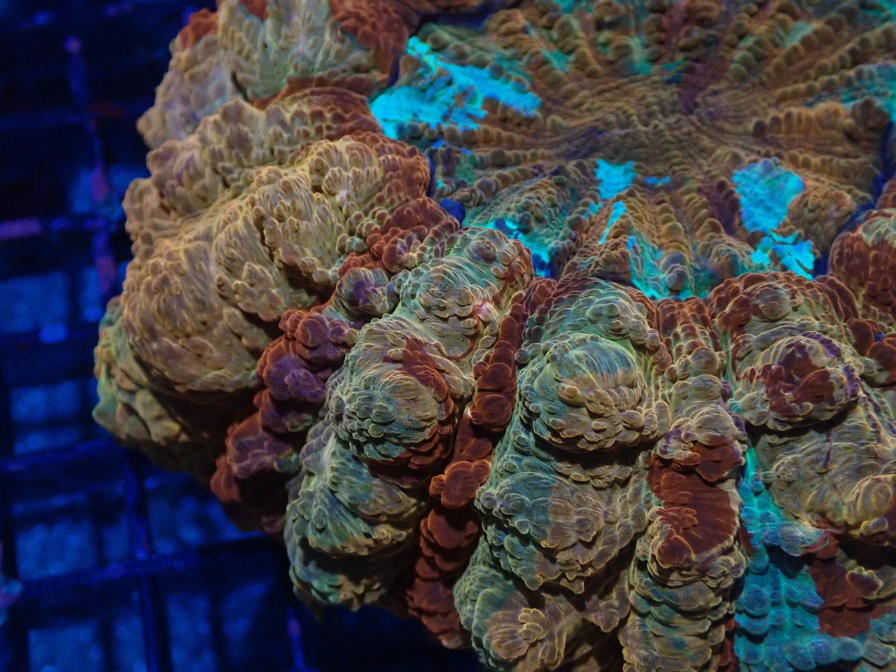 Achanthophyllia Deshayesiana "God of Sun"