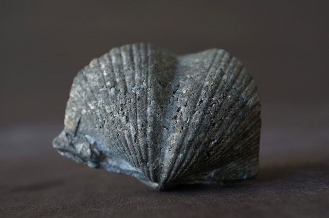 黄鉄鉱化腕足類化石　Paraspirifer bownockeri