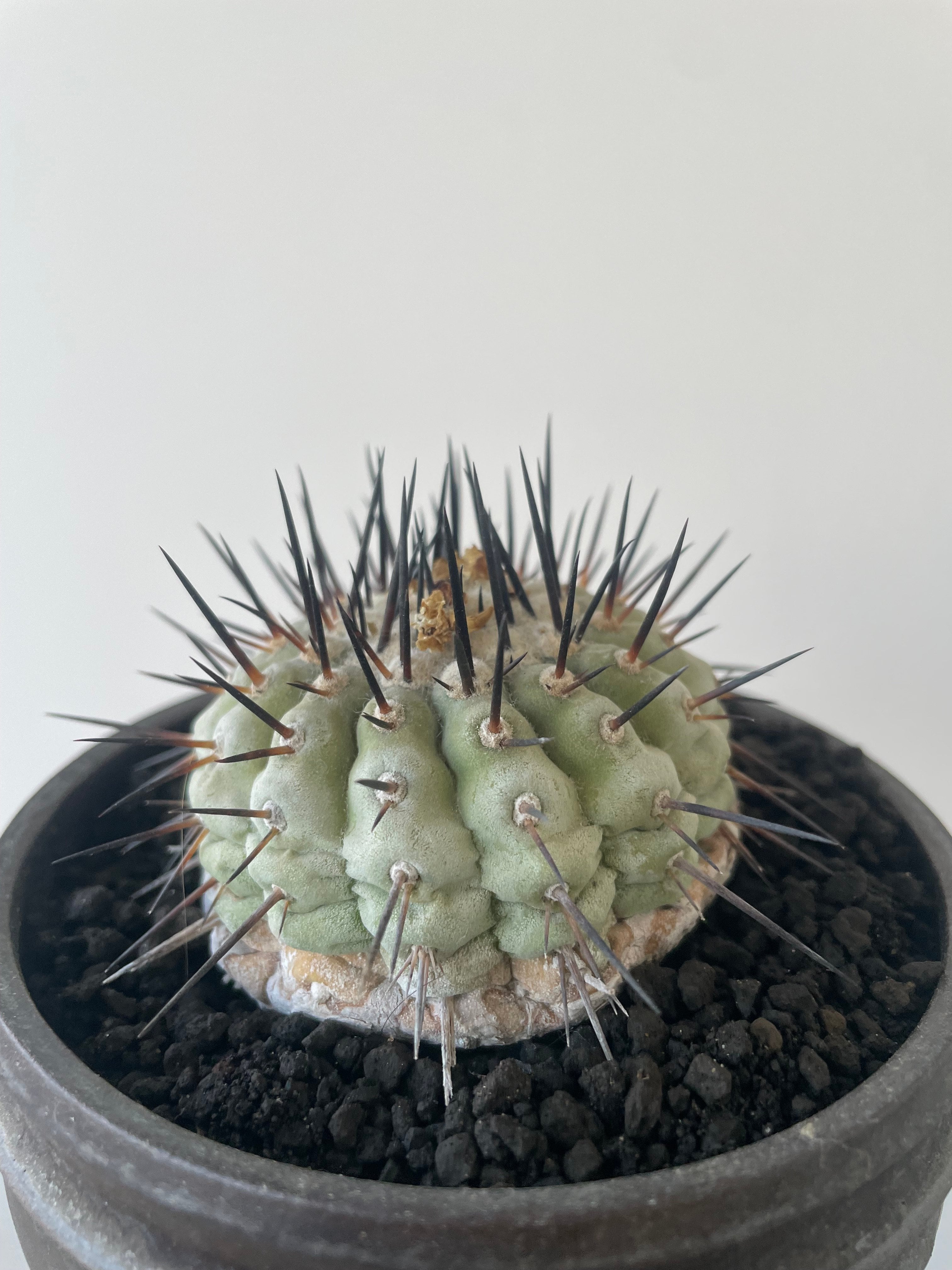 Copiapoa cinerea 古株 × deracine factory 【国内作り込み黒王丸