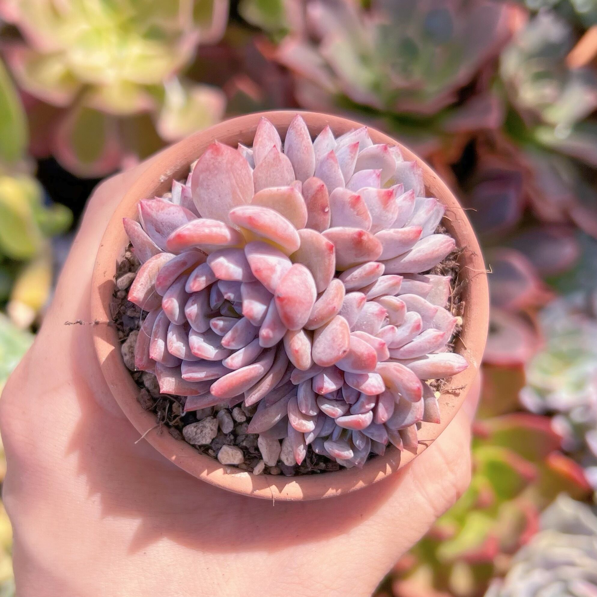 PURPLE SKY 様10点おまとめ依頼 Lier.succulent多肉植物 PURPLE SKY 様10点おまとめ依頼 Lier.succulent多肉植物