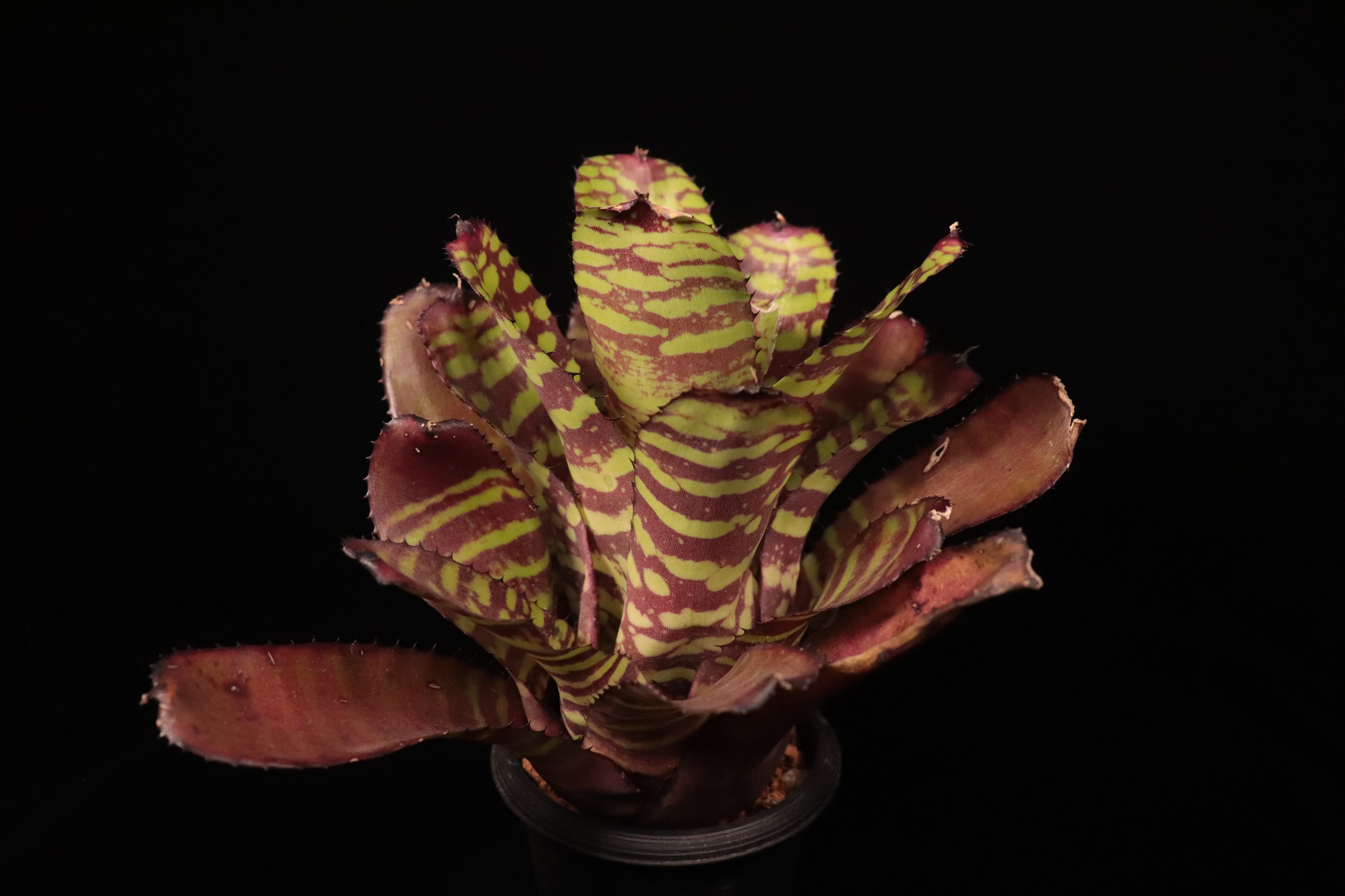 Neoregelia 'Sunfire Pheasant'〔ネオレゲリア〕N735 | plane plants