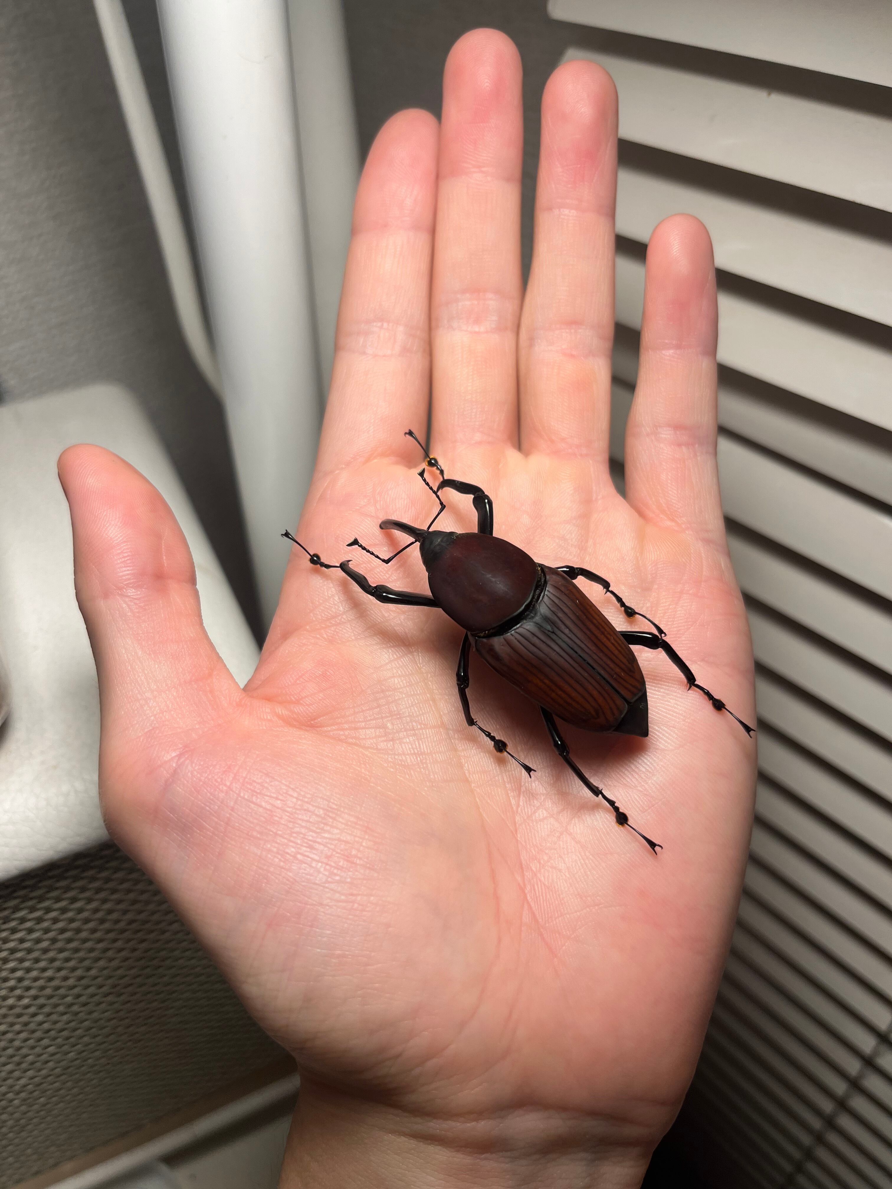 4mm】コブハムシ 赤銅色 コメツキムシ昆虫標本甲虫タマムシスハンダエ