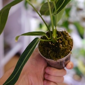 アンスリウム ワロクアーナム / Anthurium Warocqueanum㉖ / 観葉植物<育て方・花言葉>