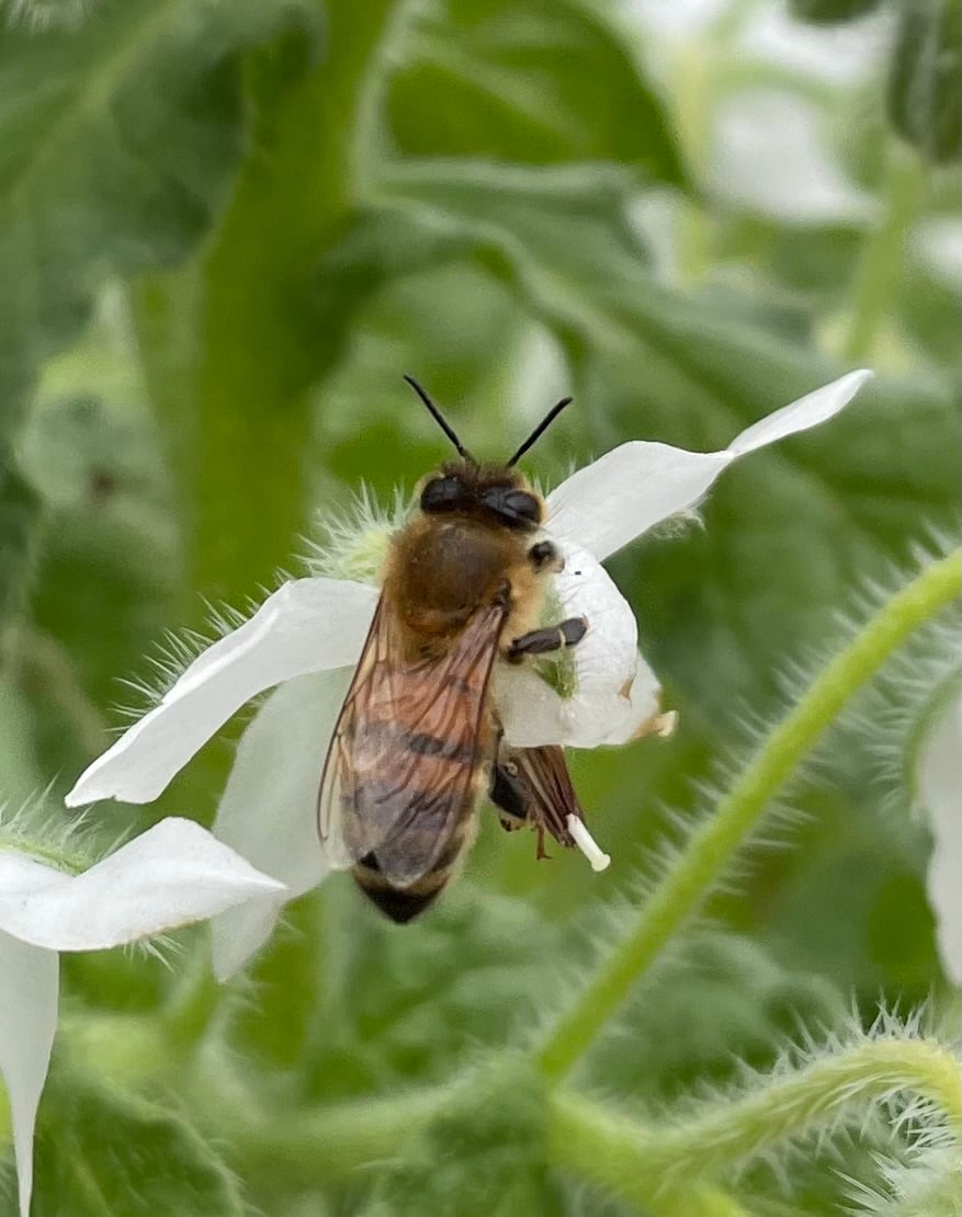 信州産 純粋生はちみつ『アカシア蜂蜜2025』140g（薬剤不使用、花粉無