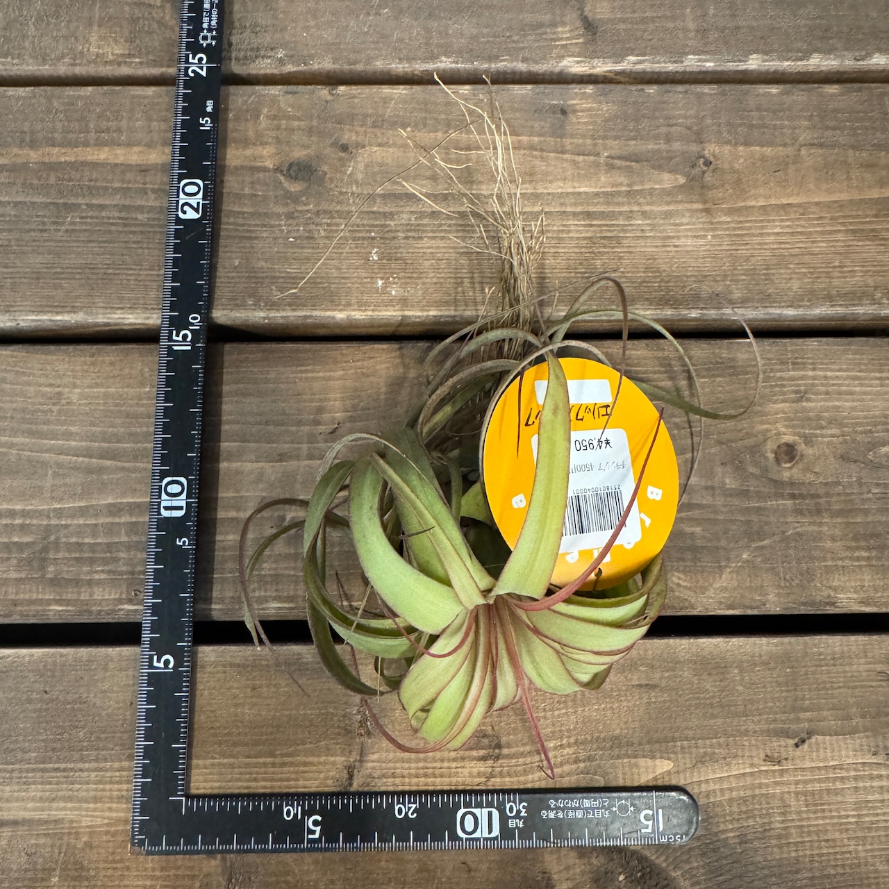 チランジア エリックノブロック【363】