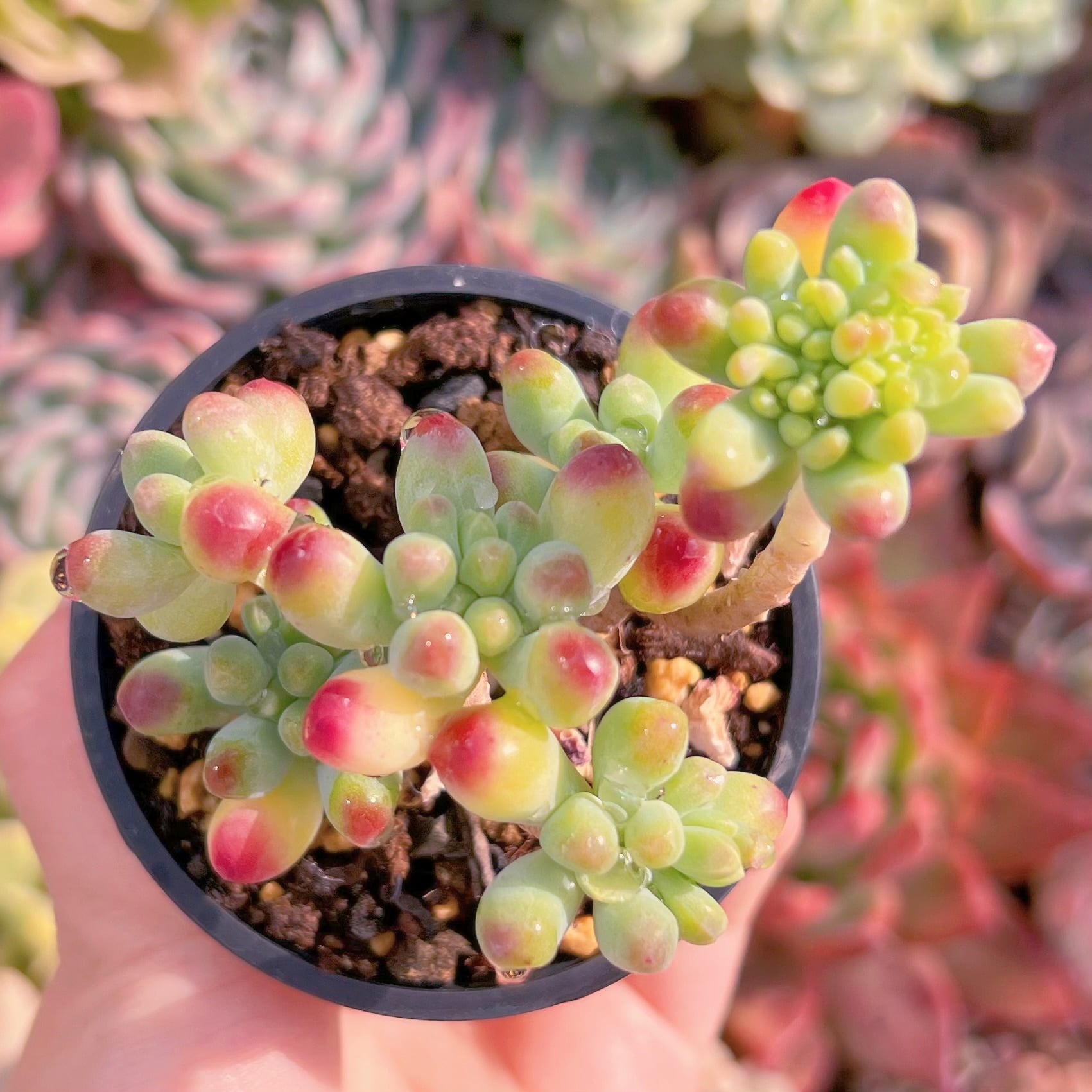 現品　ベリー果#B03　るる農園