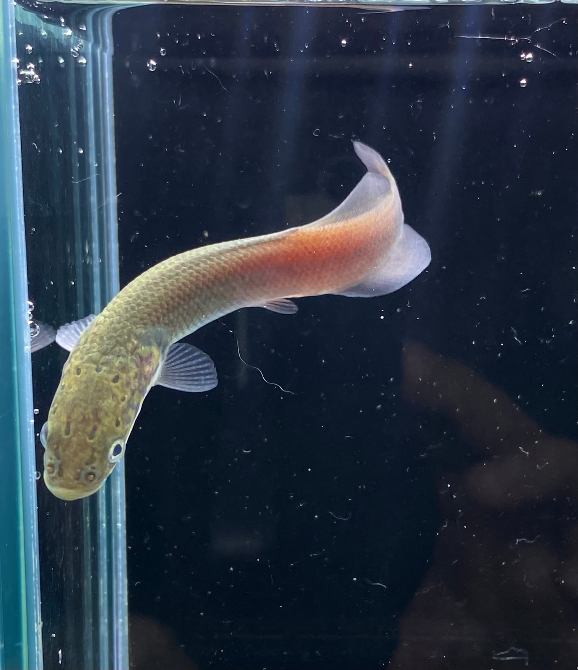 滋賀 AQUAFISH 水槽