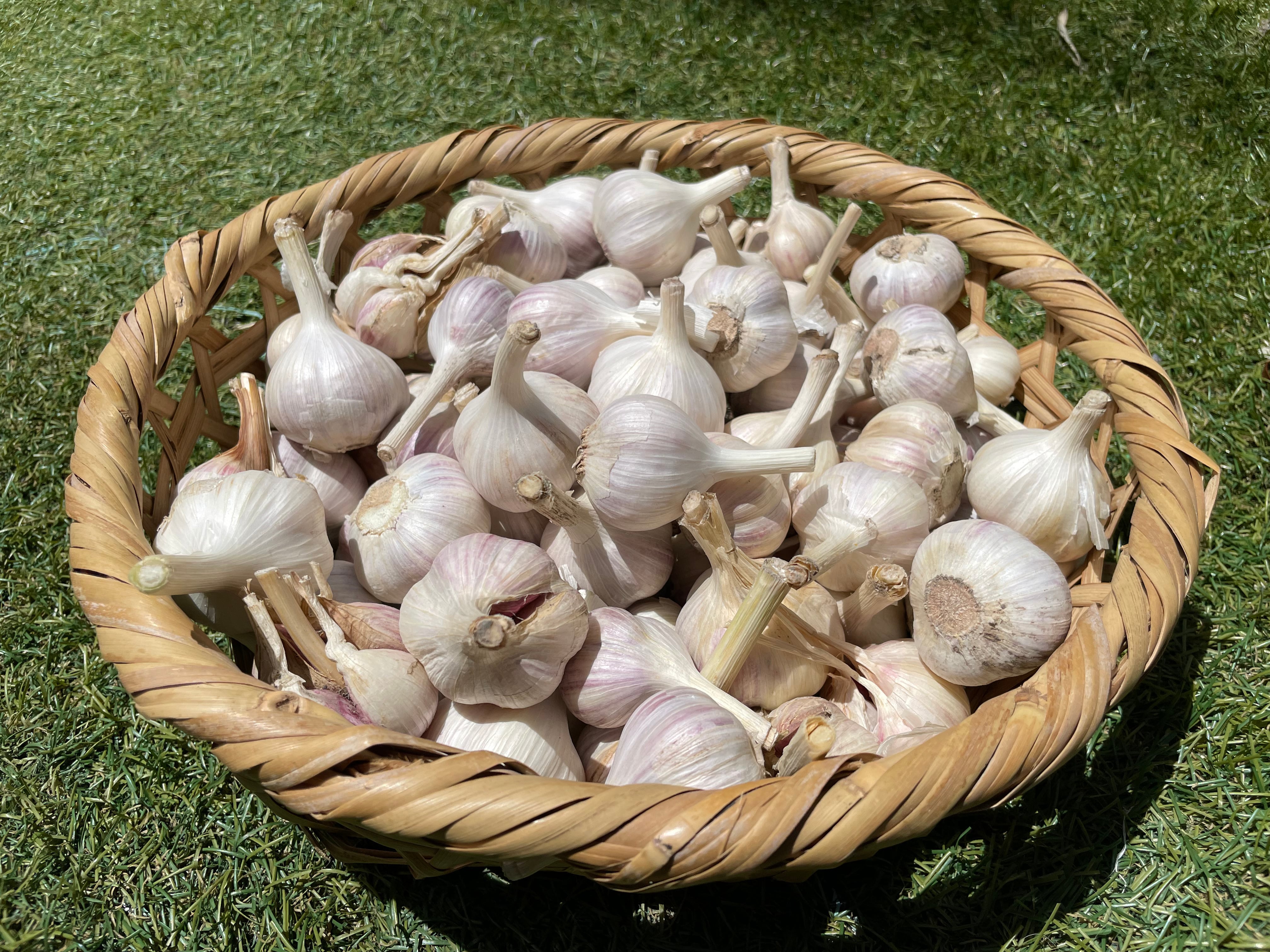 Cランク SS-Sサイズ1kg『シン・にんにく』 | トラキチ農園